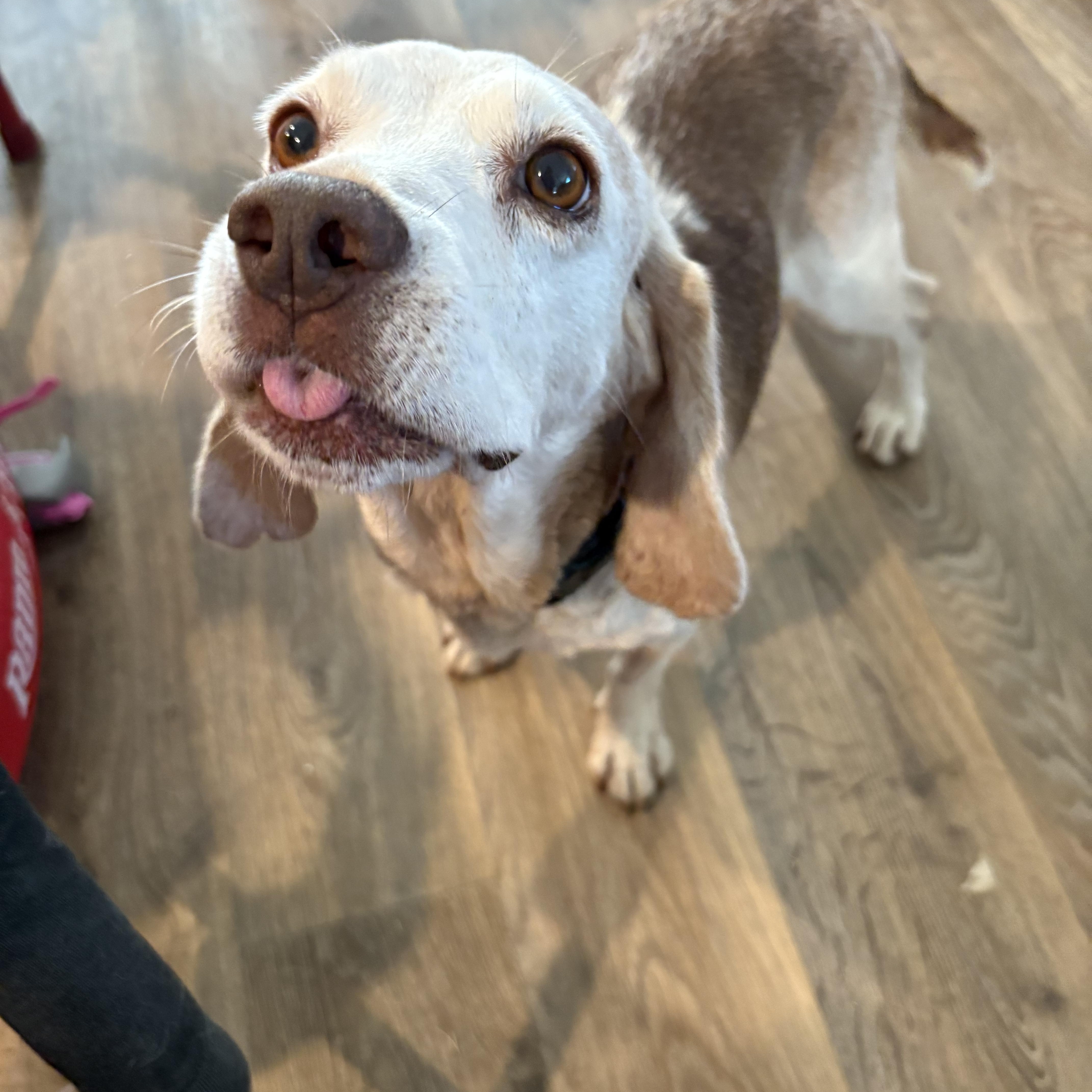 Enlarge Big Mac, a Adoptable Beagle in greer, SC image 4/4