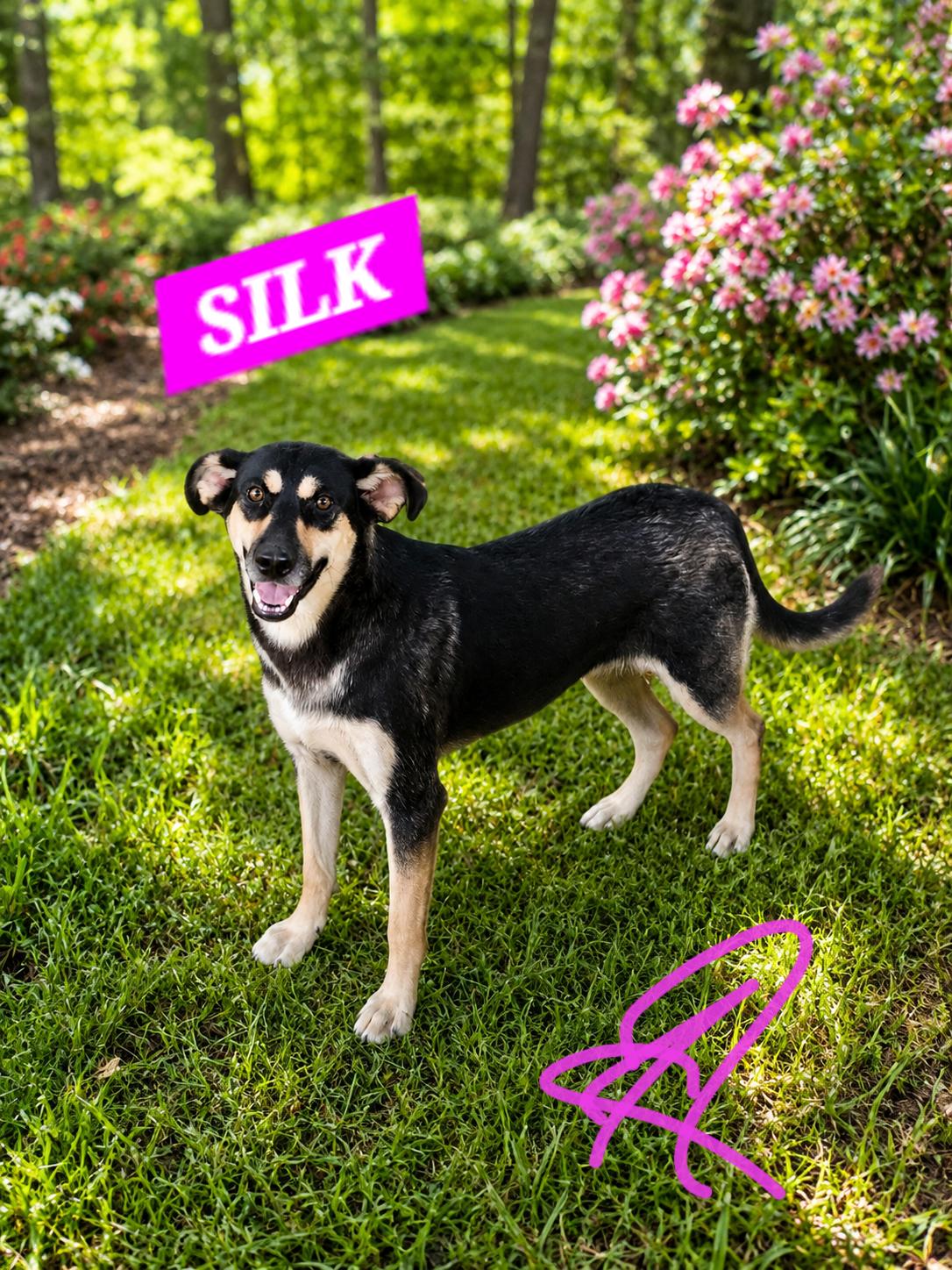 SILK, ADOPTABLE, Young Female German Shepherd Dog & Labrador Retriever.