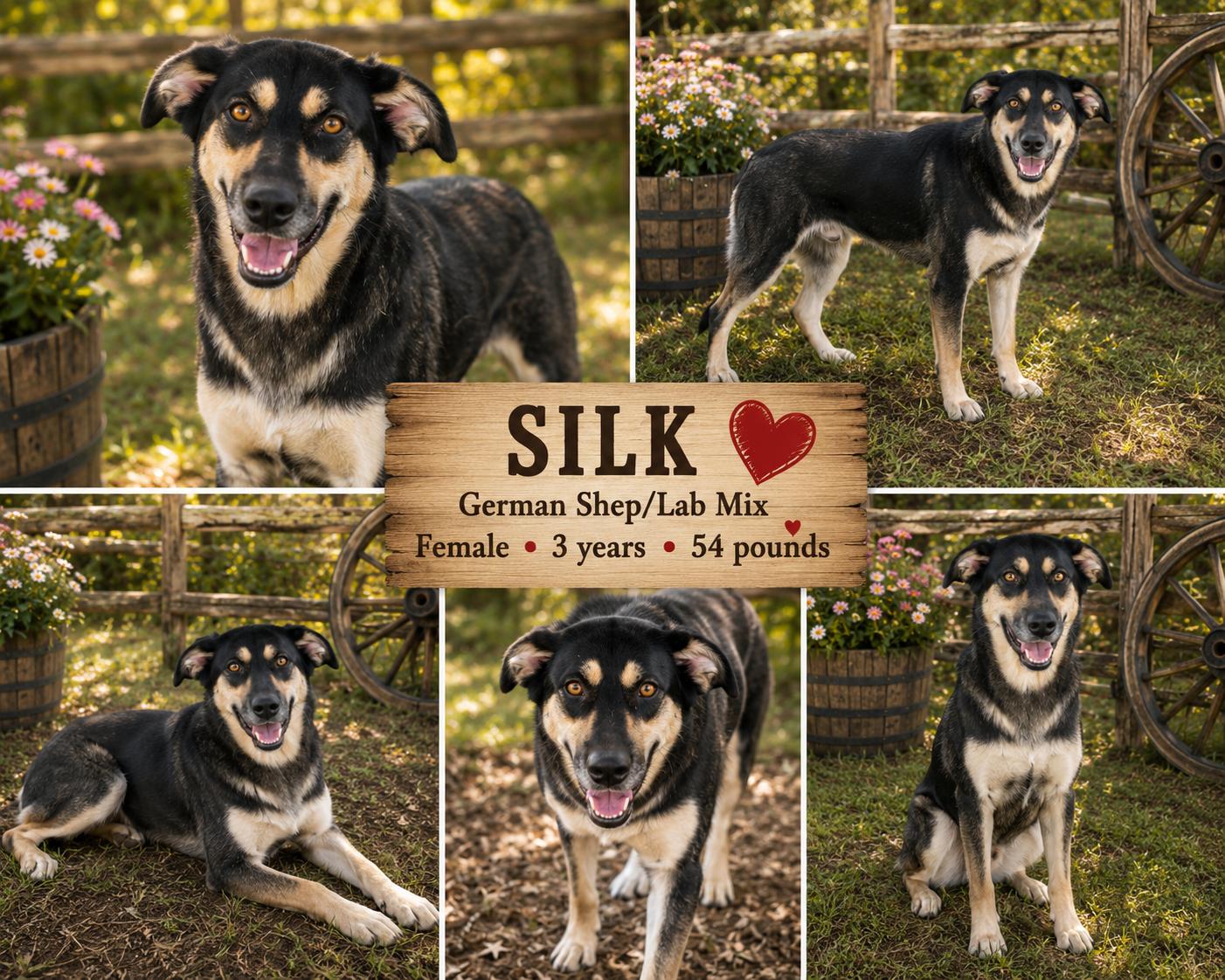 Enlarge SILK, a Adoptable mixed breed in Jackson, TN image 1/2