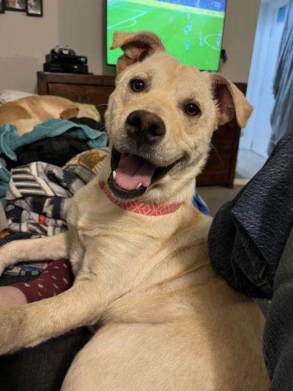 Enlarge Tilly, a ADOPTABLE Mixed Breed in Saskatoon, SK image 4/6