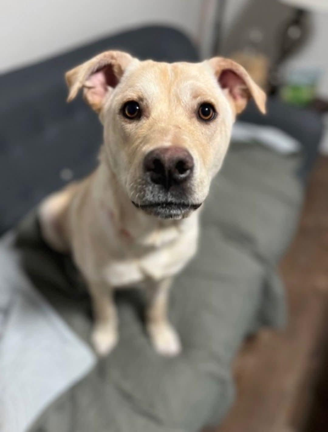 Enlarge Tilly, a ADOPTABLE Mixed Breed in Saskatoon, SK image 5/6