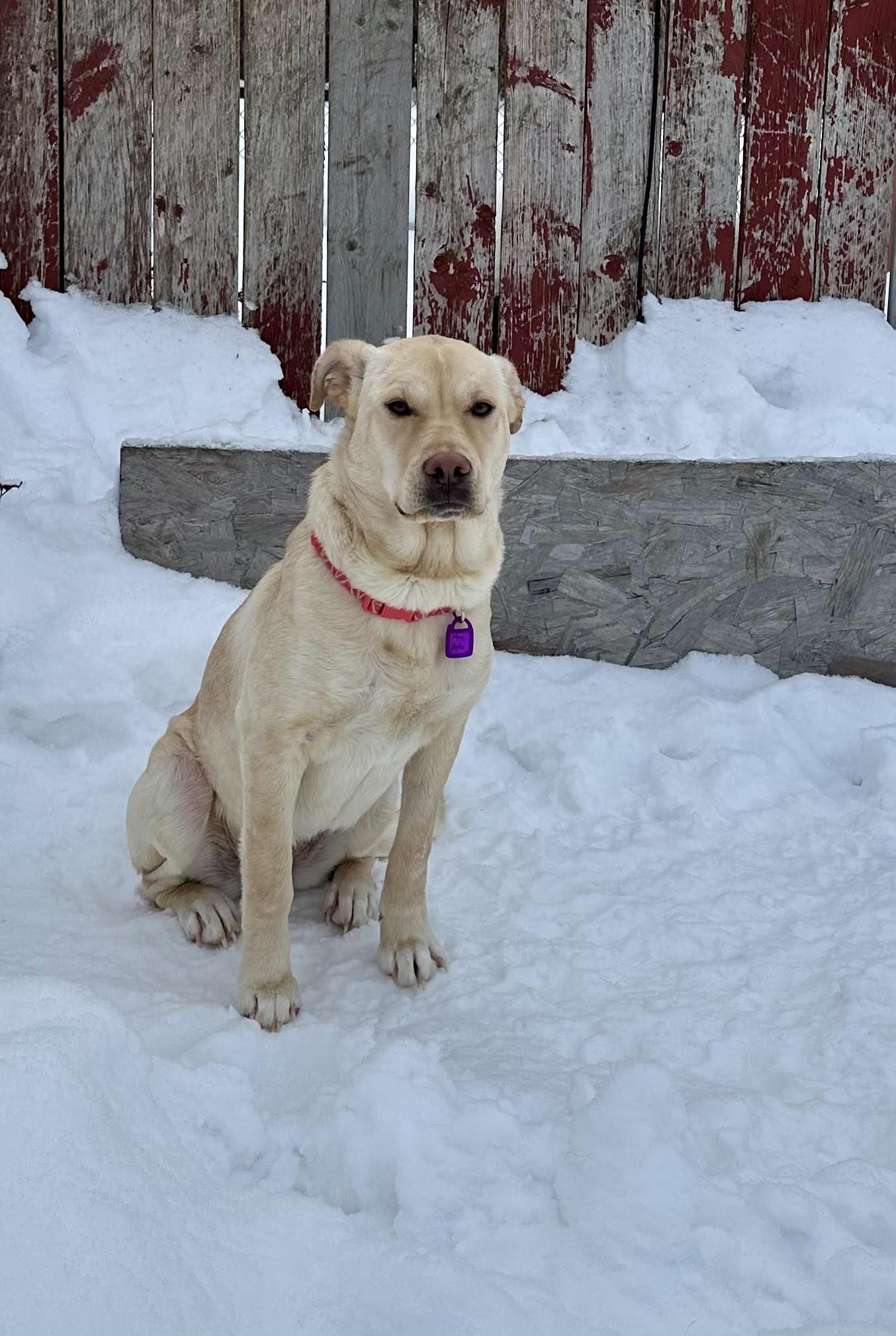Enlarge Tilly, a ADOPTABLE Mixed Breed in Saskatoon, SK image 1/6