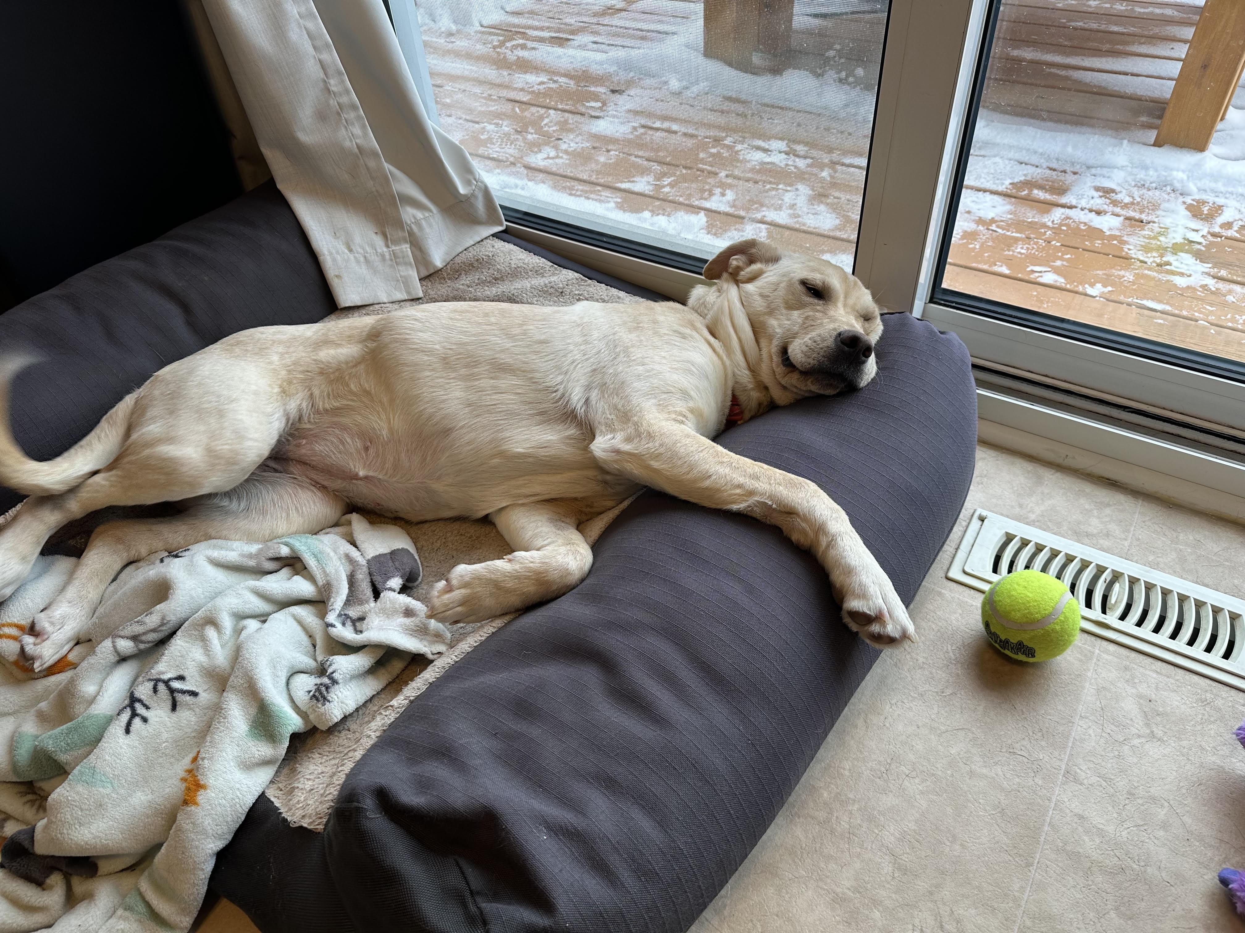 Enlarge Tilly, a ADOPTABLE Mixed Breed in Saskatoon, SK image 3/6