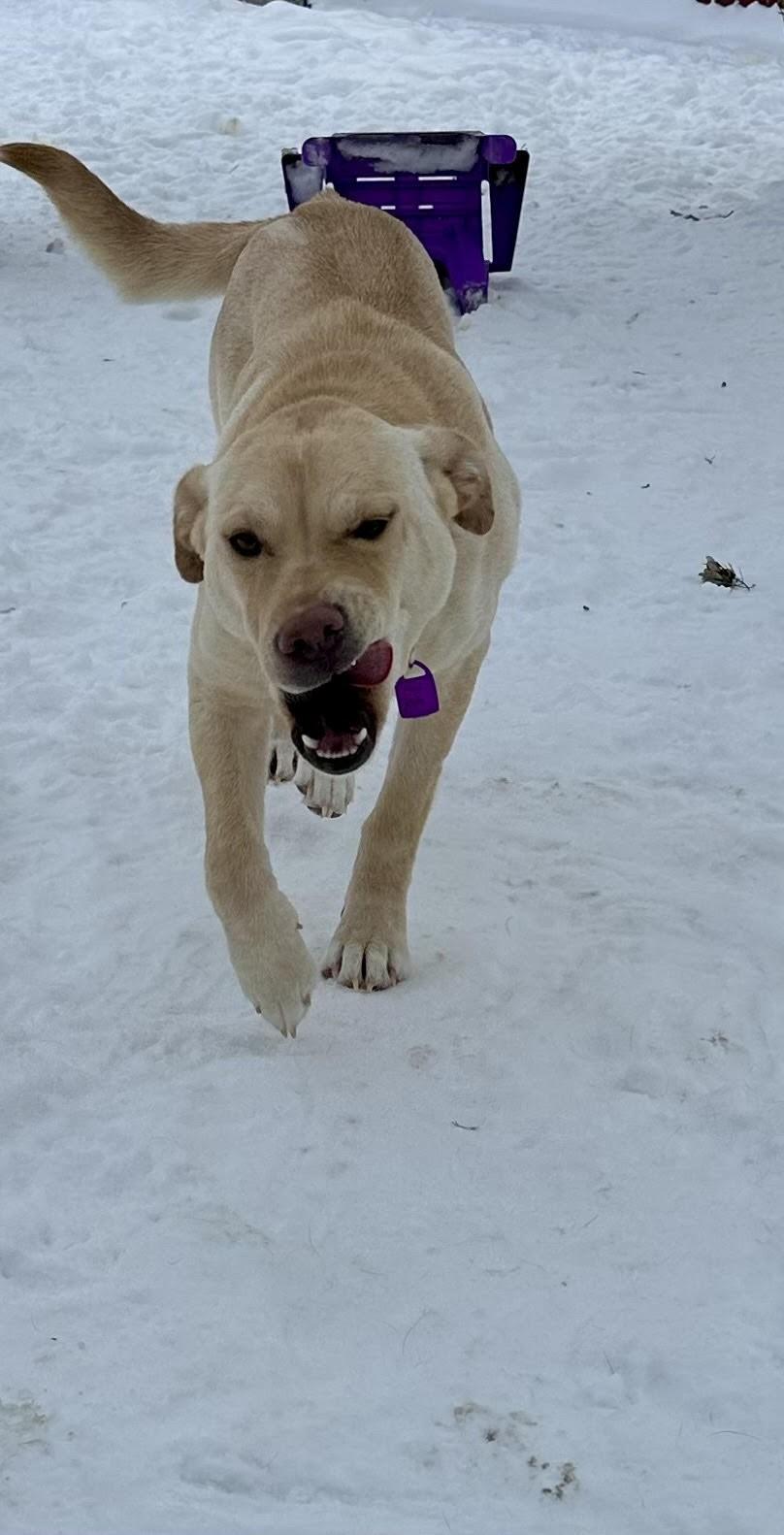 Enlarge Tilly, a ADOPTABLE Mixed Breed in Saskatoon, SK image 6/6