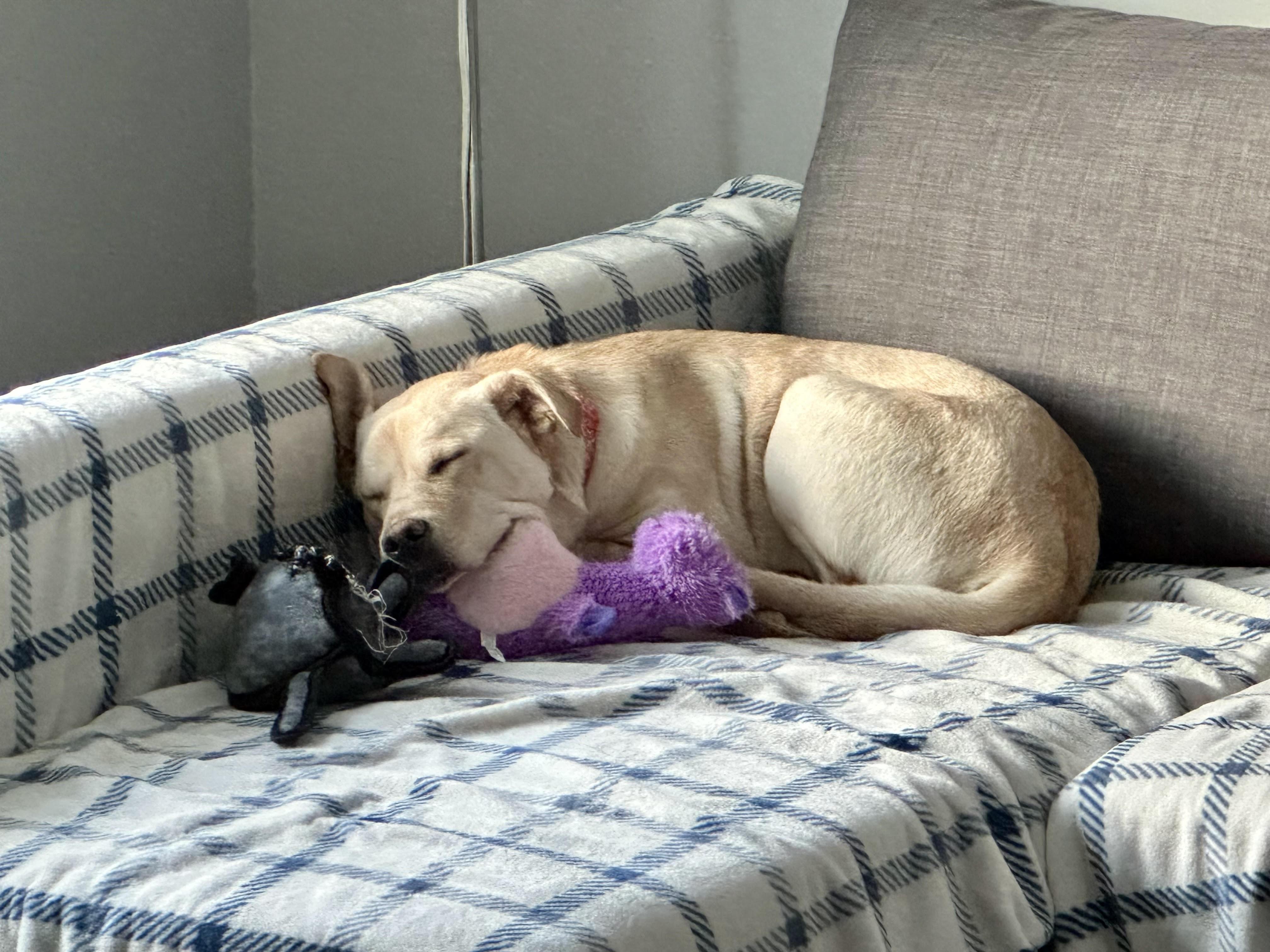 Enlarge Tilly, a ADOPTABLE Mixed Breed in Saskatoon, SK image 2/6