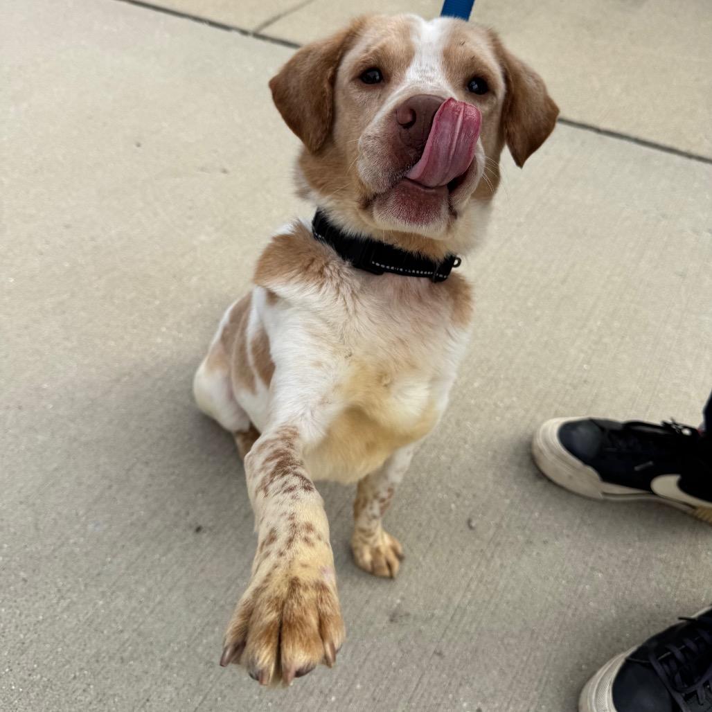 Mr. Walrus, Adoptable, Adult Male Mixed Breed.