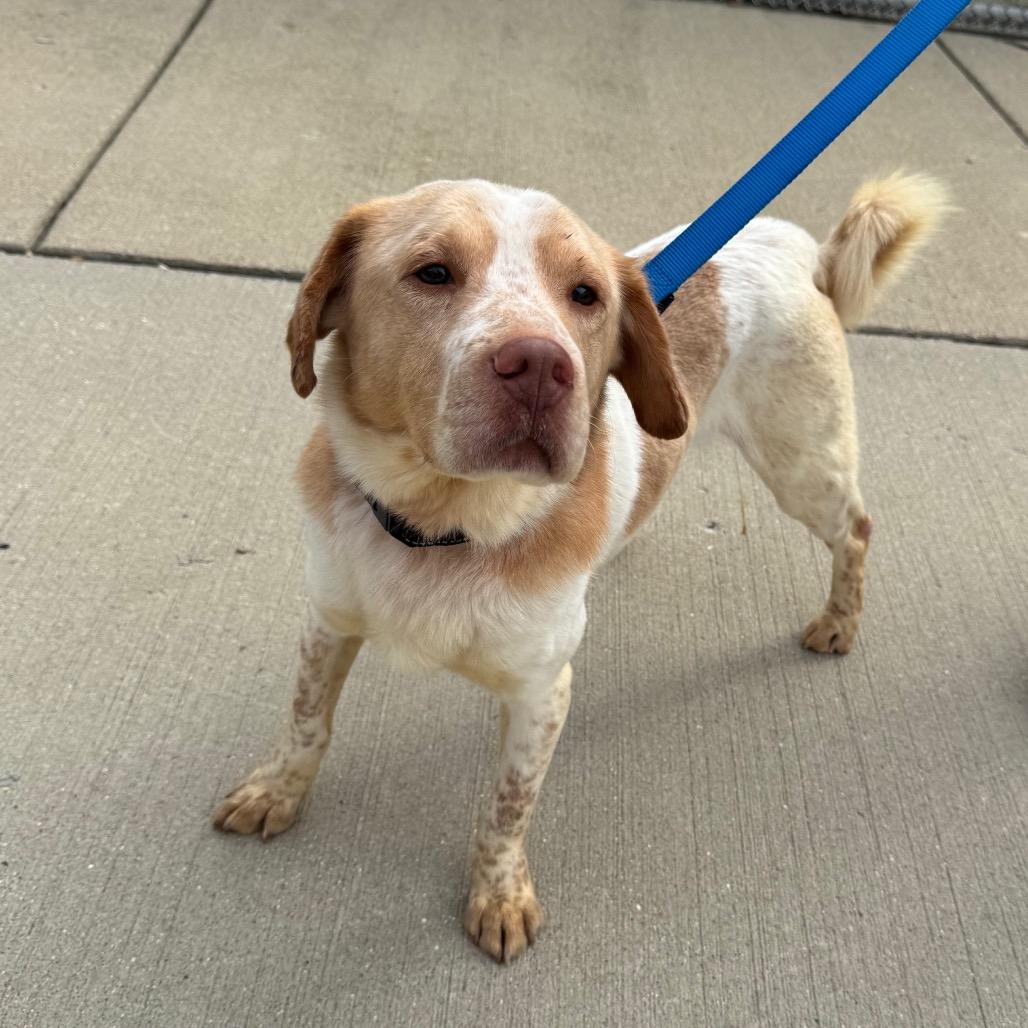 Enlarge Mr. Walrus, a Adoptable Mixed Breed in Naperville, IL image 2/3