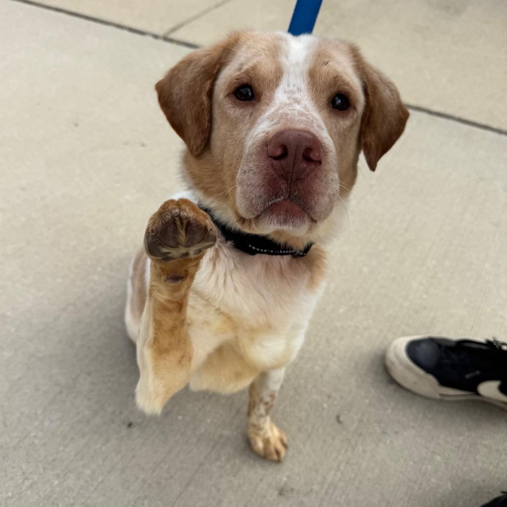 Enlarge Mr. Walrus, a Adoptable Mixed Breed in Naperville, IL image 3/3
