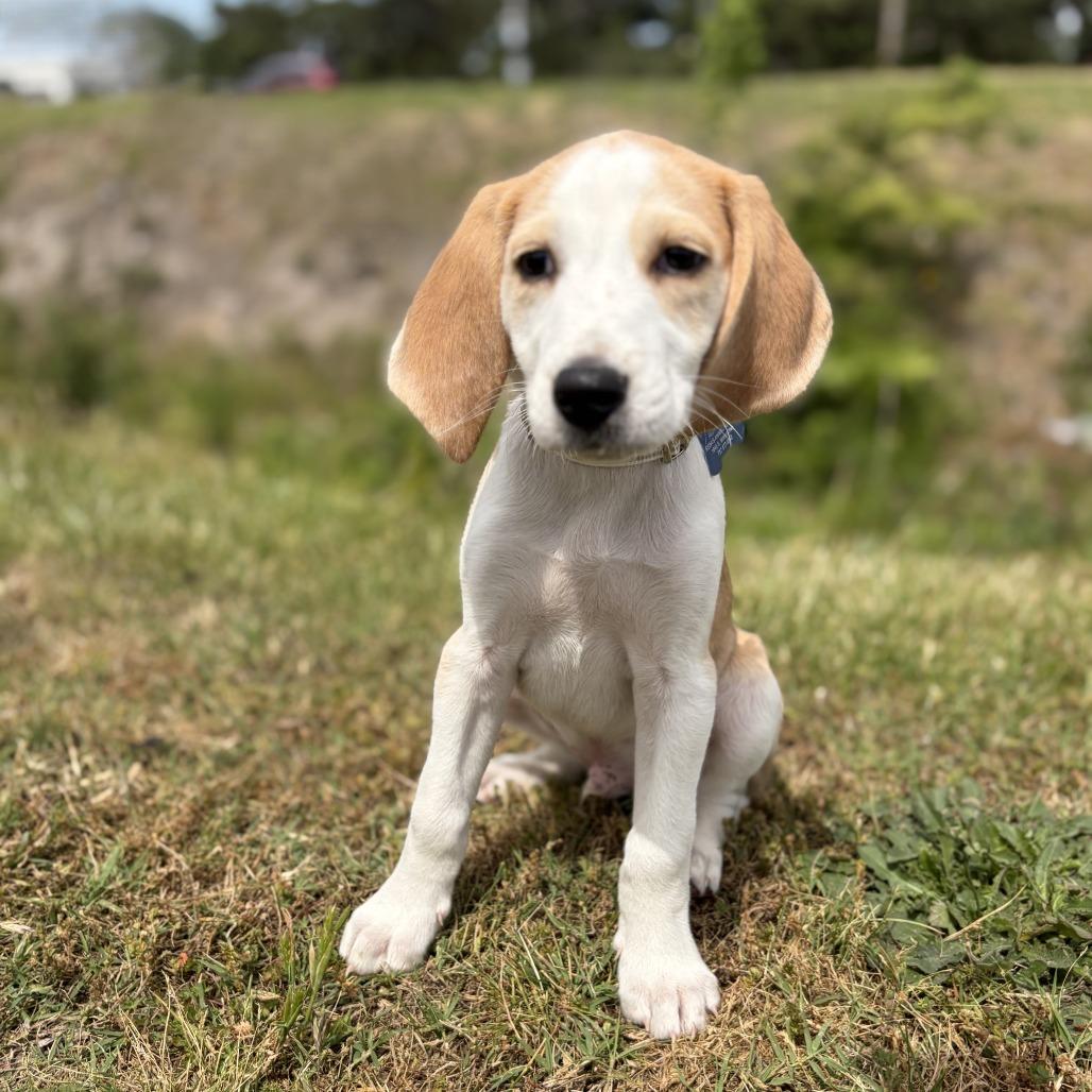 Enlarge Boxelder, a Adoptable Hound in Chesapeake, VA image 1/2