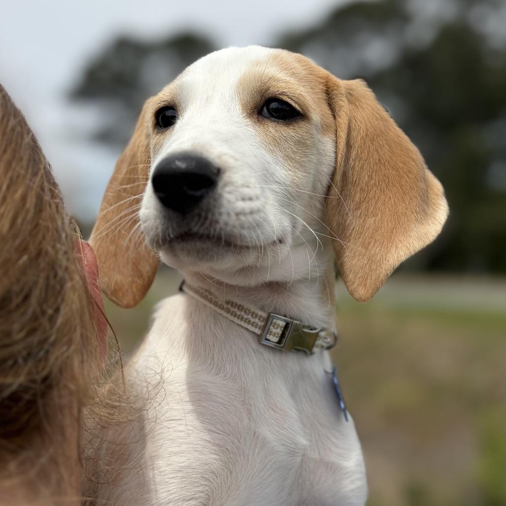 Enlarge Boxelder, a Adoptable Hound in Chesapeake, VA image 2/2