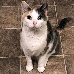 Peigi, Adoptable, Young Female Dilute Calico & Domestic Short Hair.