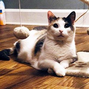 Enlarge Peigi, a Adoptable mixed breed in Garner, NC image 2/6