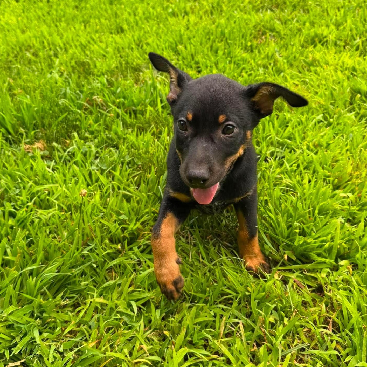 Fig, a Adoptable mixed breed in Griswold, CT image 2/3