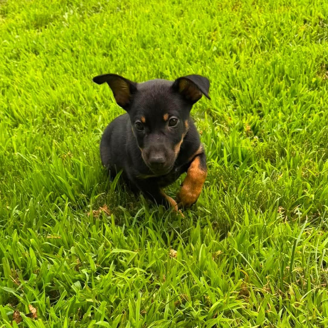 Fig, a Adoptable mixed breed in Griswold, CT image 3/3