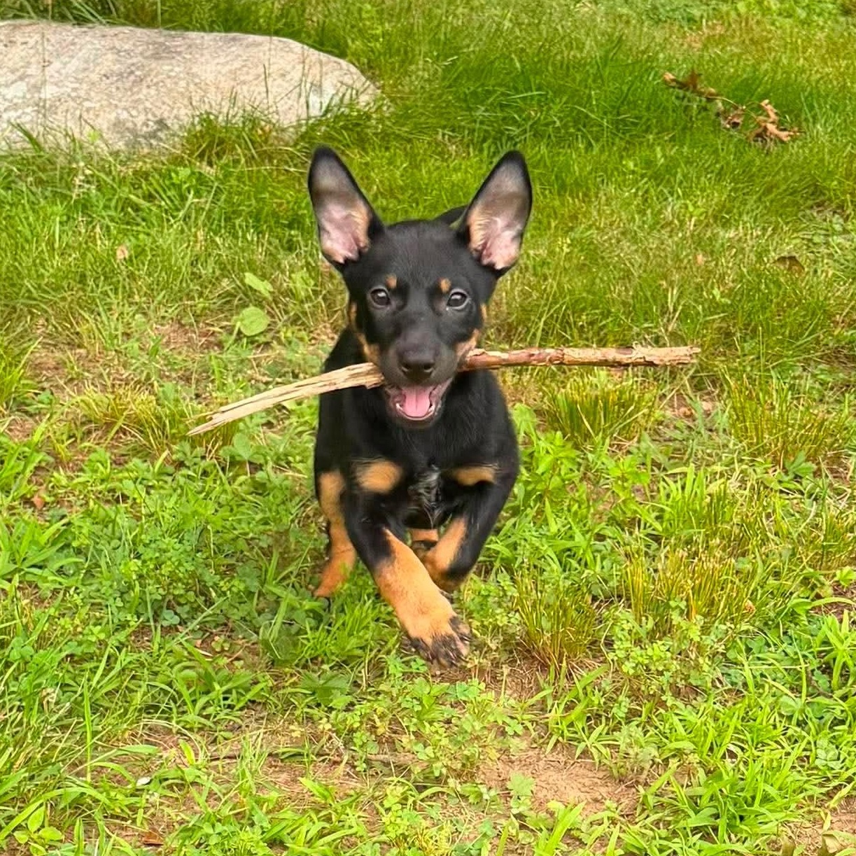 Fig, a Adoptable mixed breed in Griswold, CT image 1/3