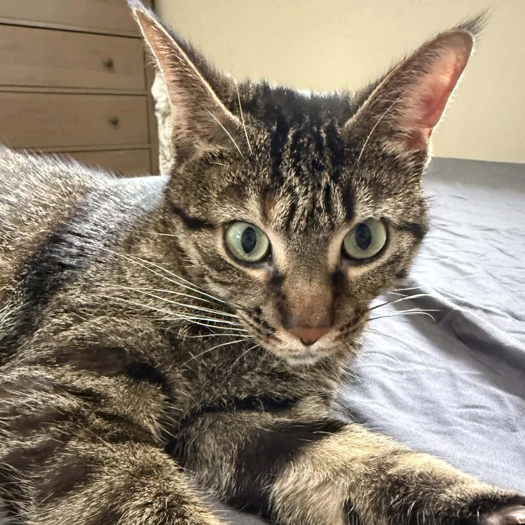 Toes The Tender 54363, Adoptable, Adult Female Domestic Short Hair.