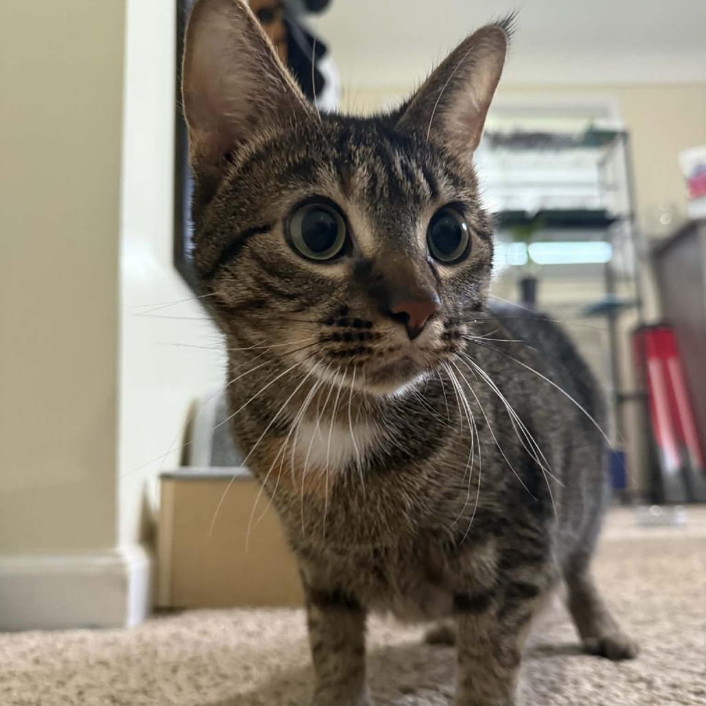 Toes The Tender 54363, a Adoptable Domestic Short Hair in Lansing, MI image 2/6