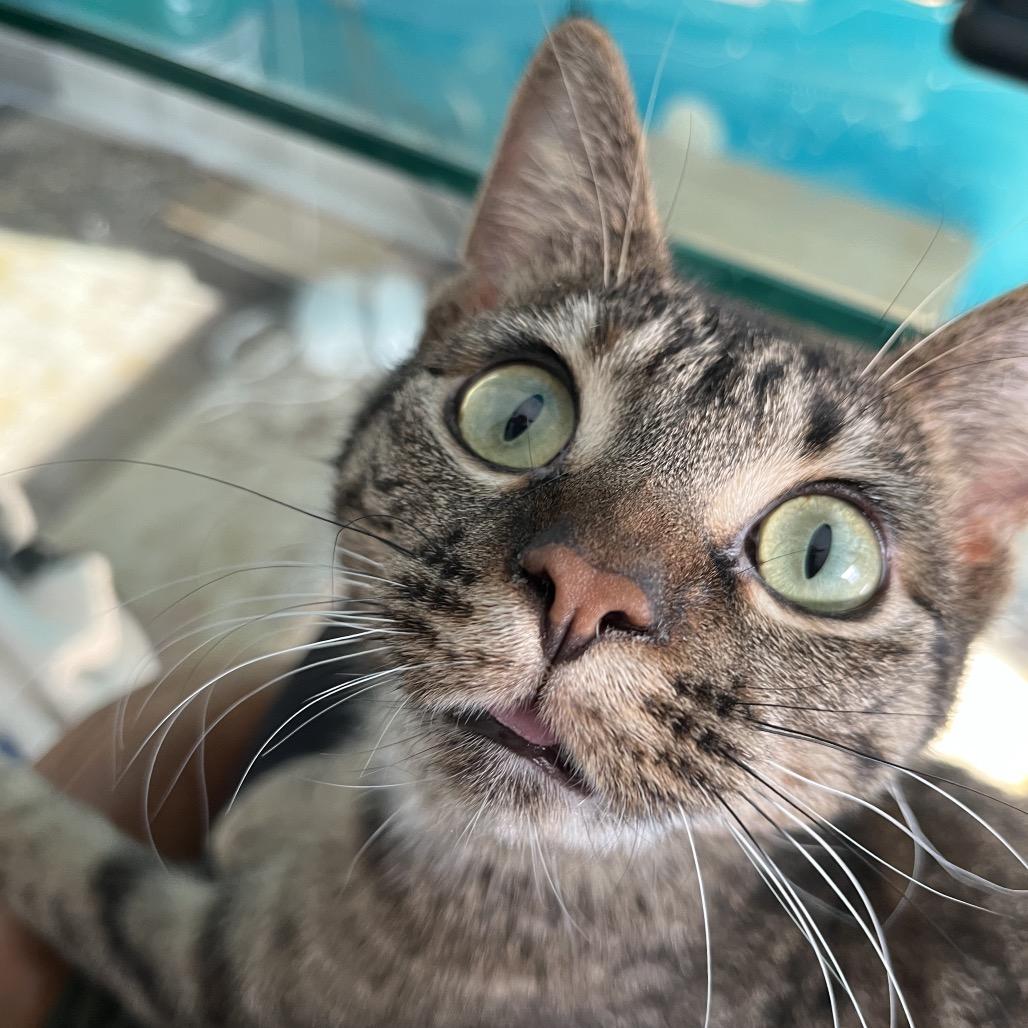 Toes The Tender 54363, a Adoptable Domestic Short Hair in Lansing, MI image 3/6