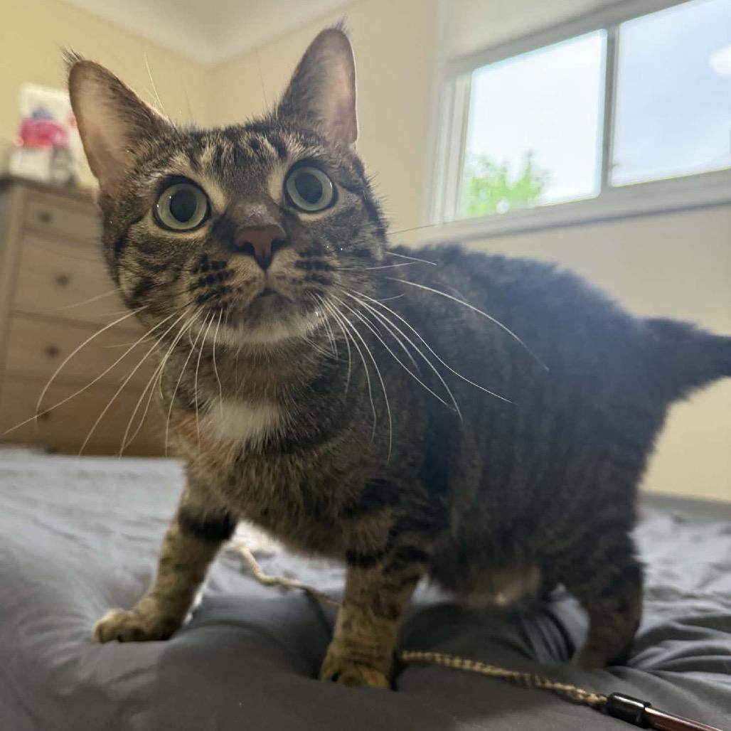 Toes The Tender 54363, a Adoptable Domestic Short Hair in Lansing, MI image 4/6