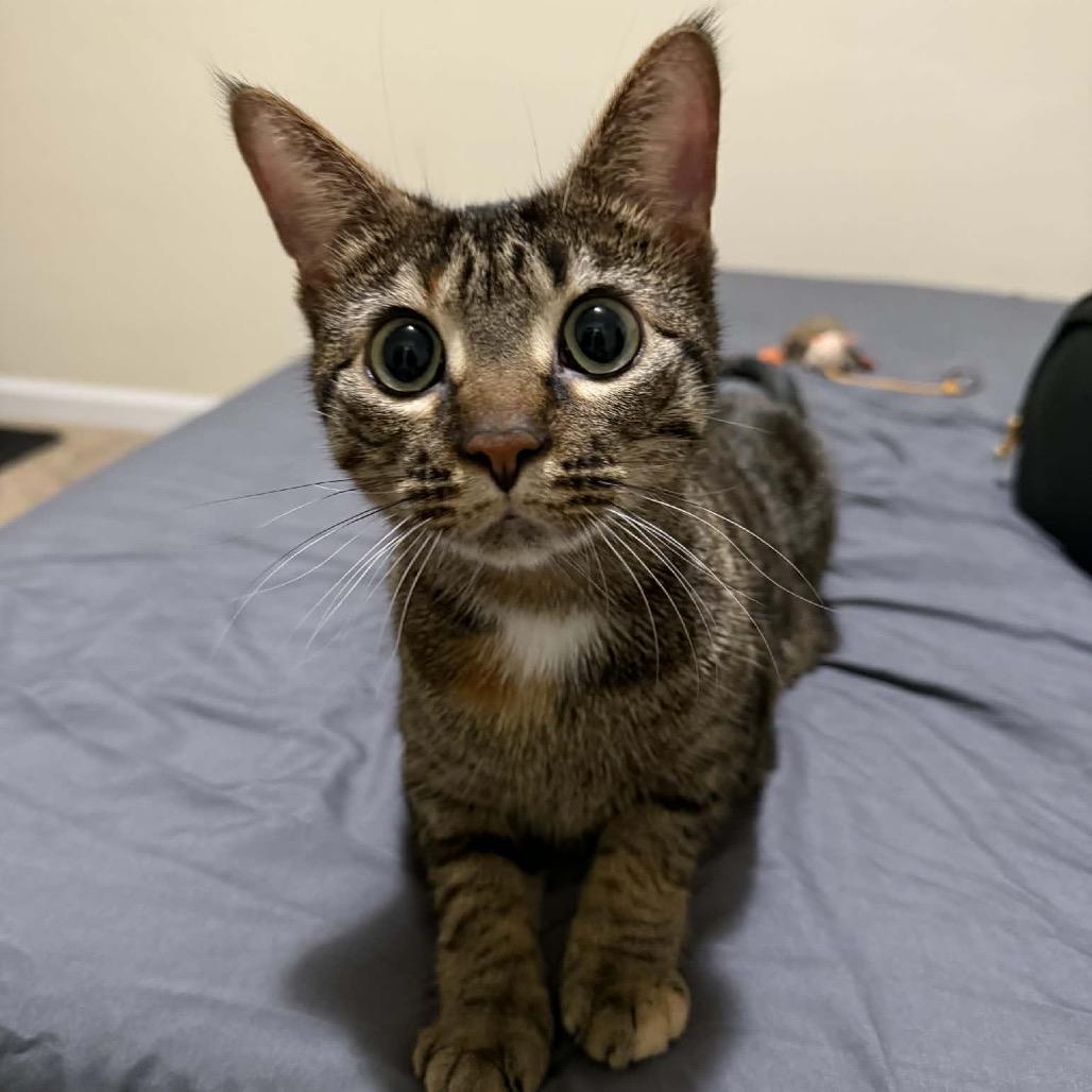 Toes The Tender 54363, a Adoptable Domestic Short Hair in Lansing, MI image 5/6