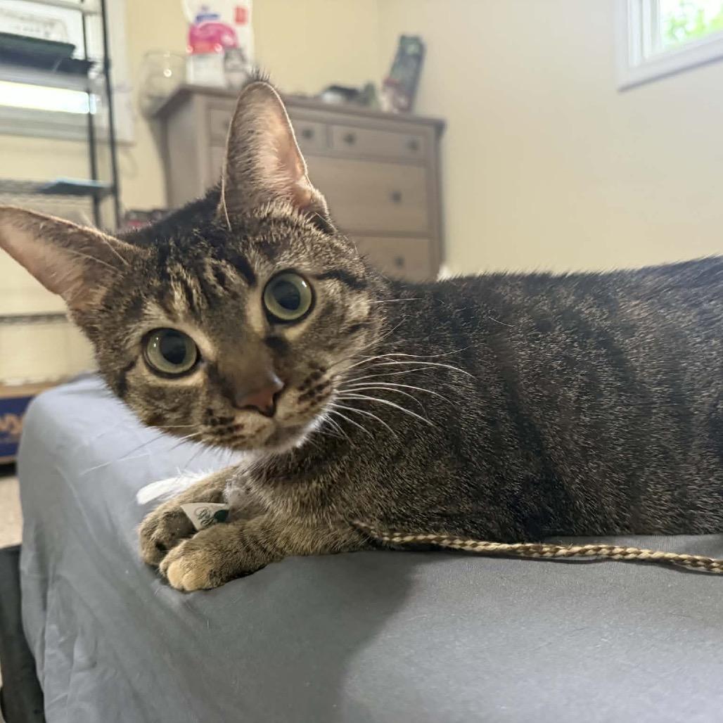 Toes The Tender 54363, a Adoptable Domestic Short Hair in Lansing, MI image 6/6
