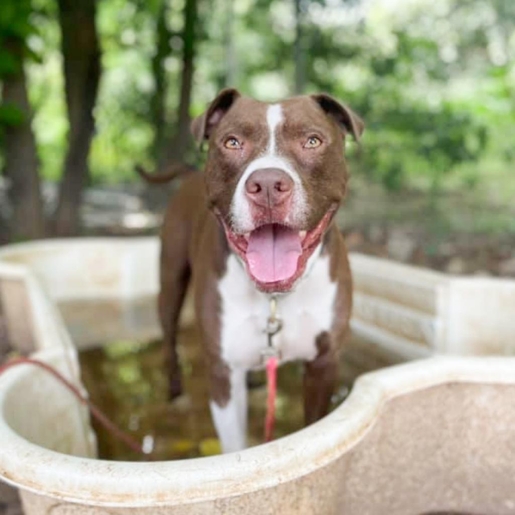 Taco — thumbnail 2