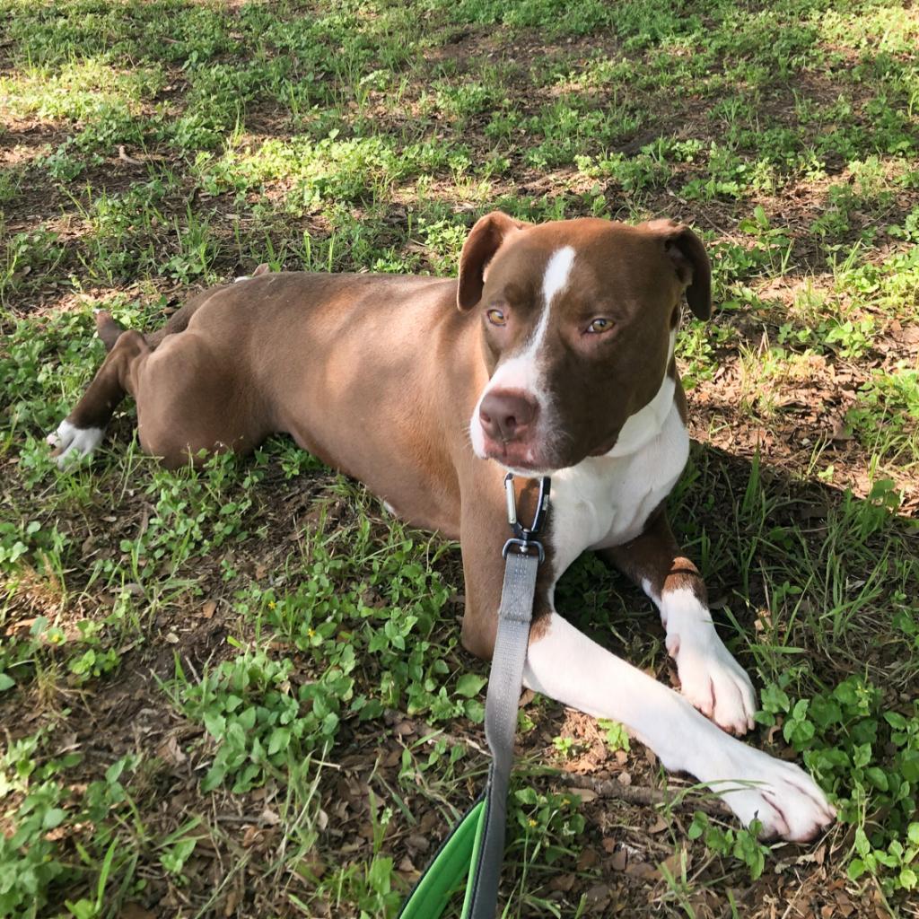 Taco — thumbnail 3