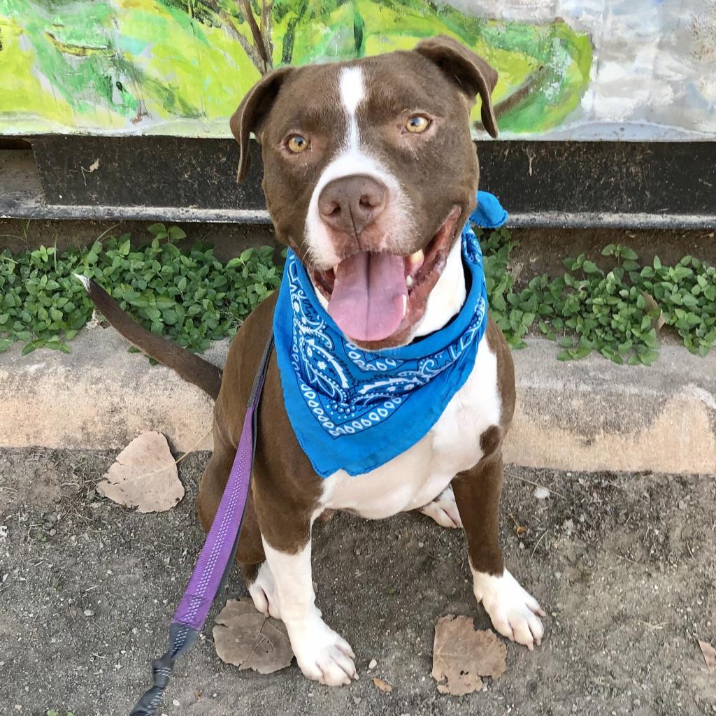 Taco — thumbnail 4