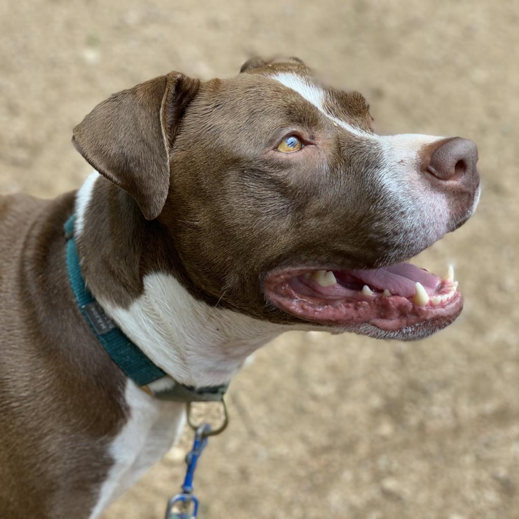 Taco — thumbnail 5