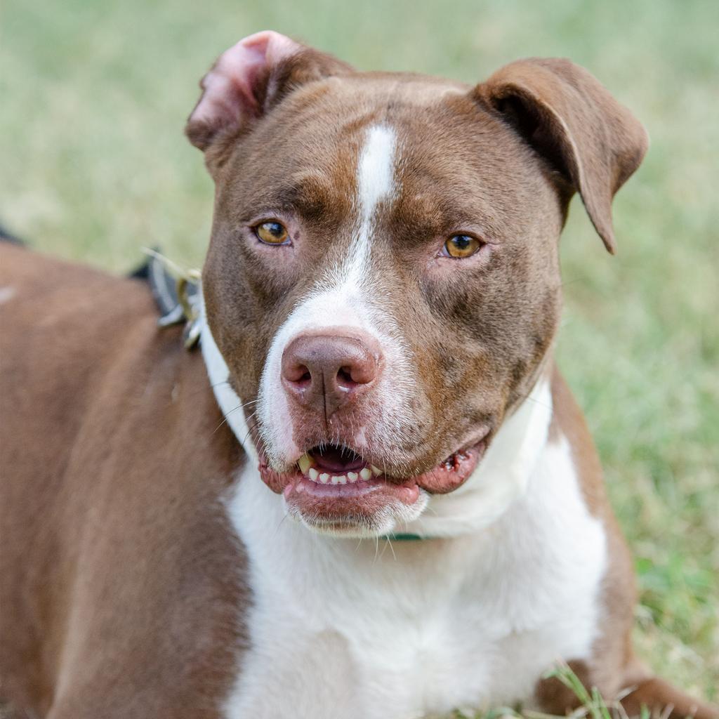 Taco — thumbnail 6