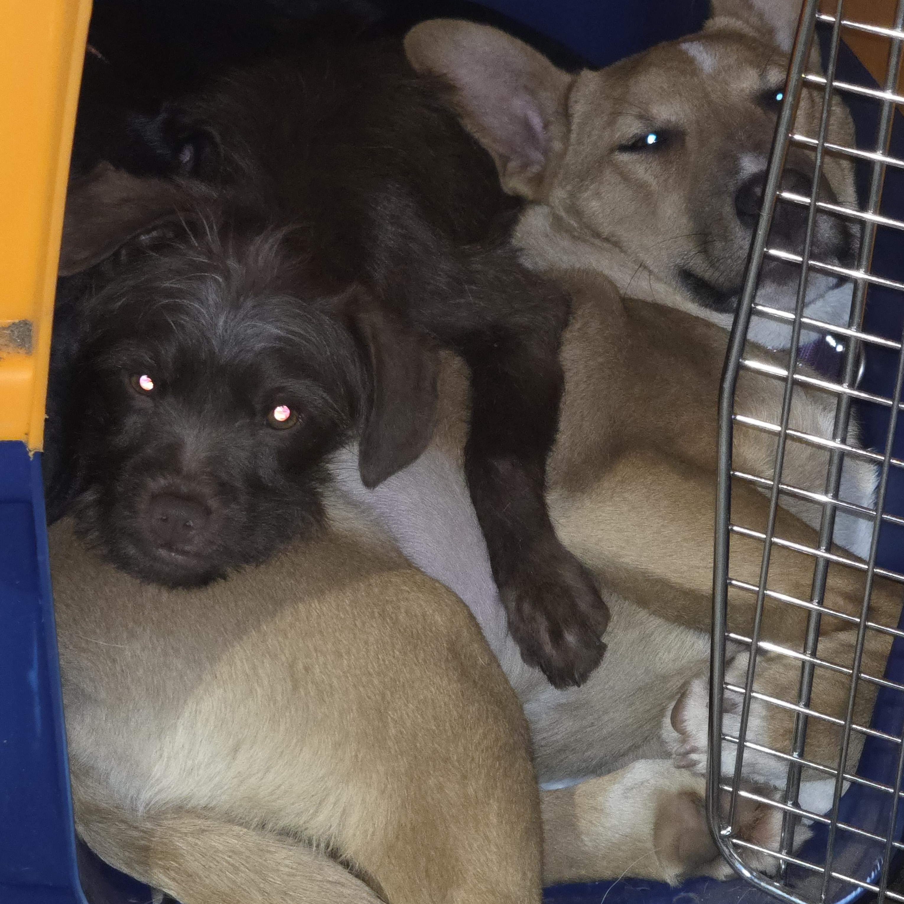 Enlarge Mocha, an adopted mixed breed in AUBURN, WA image 3/4