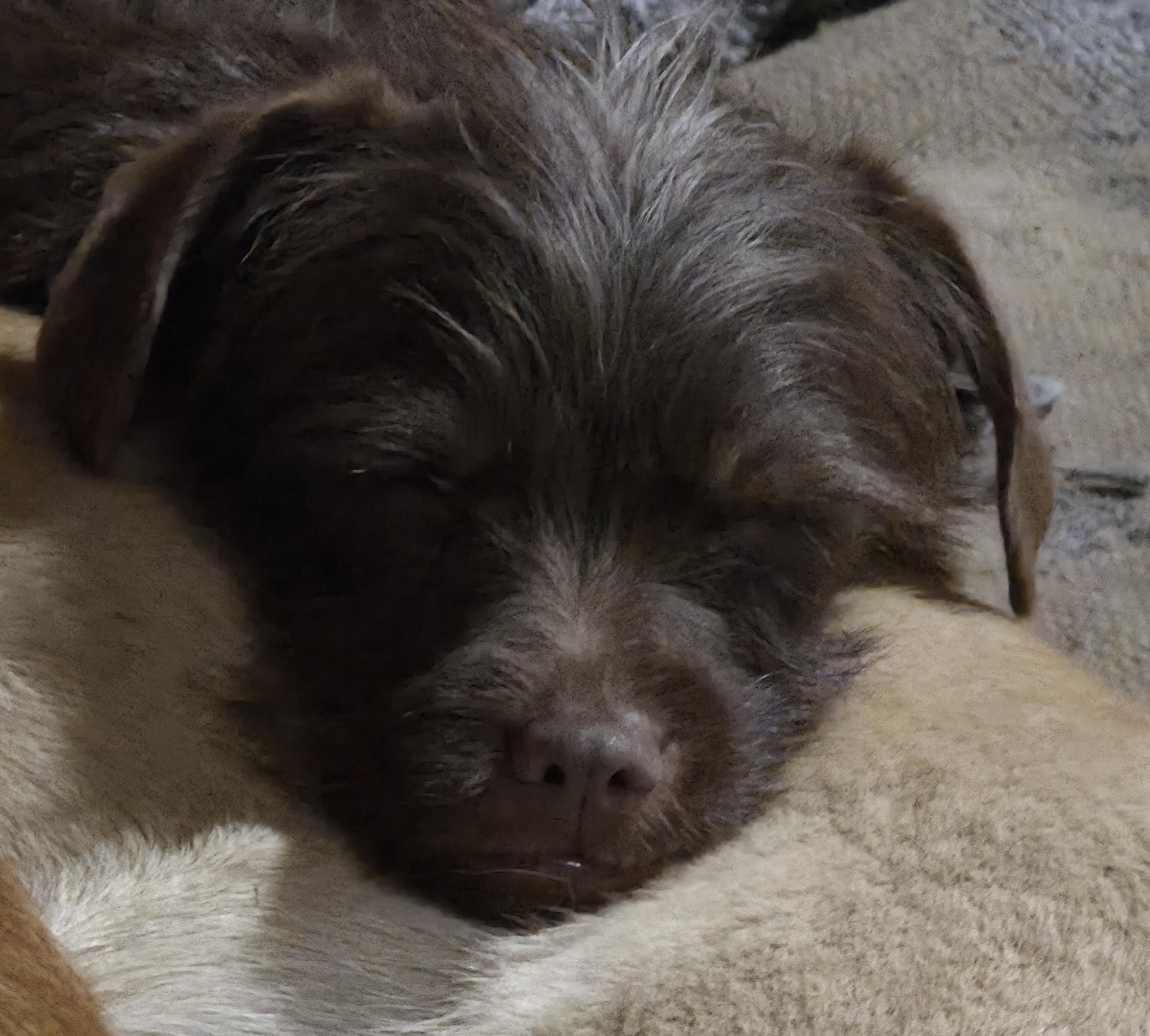 Enlarge Mocha, an adopted mixed breed in AUBURN, WA image 1/4