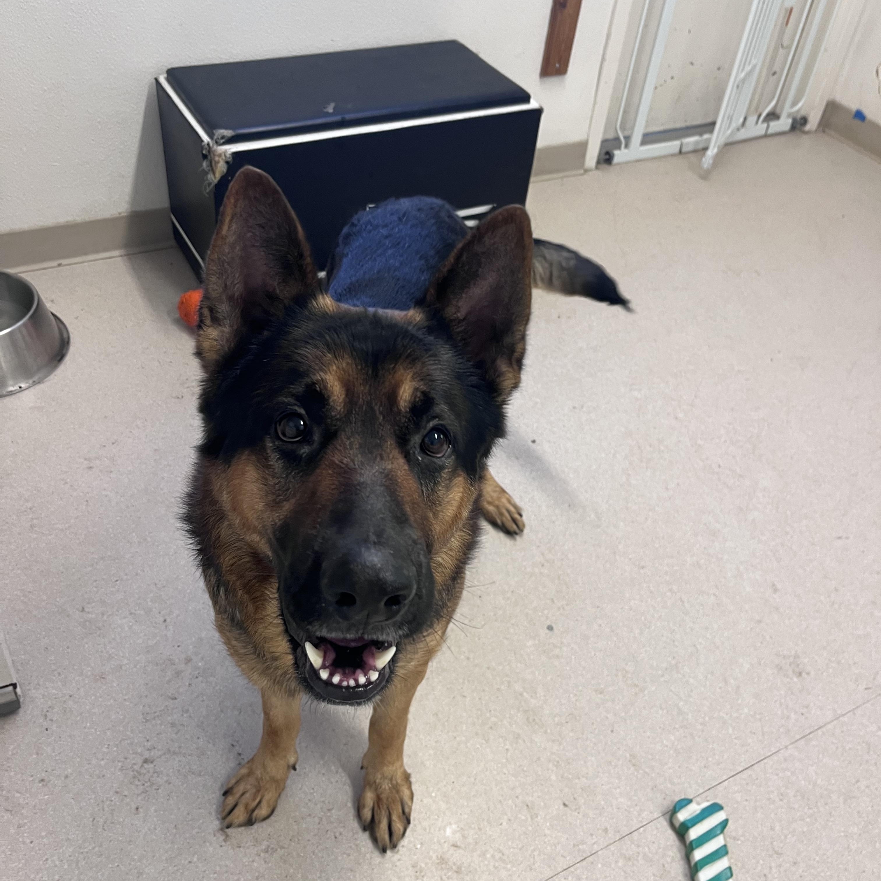 Ryke , an adopted German Shepherd Dog in Shelton, WA image 2/3