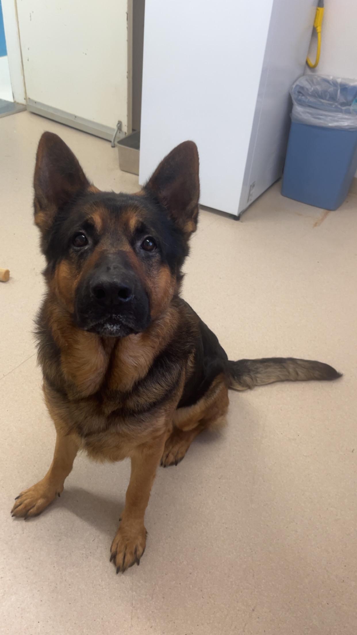 Ryke , an adopted German Shepherd Dog in Shelton, WA image 3/3