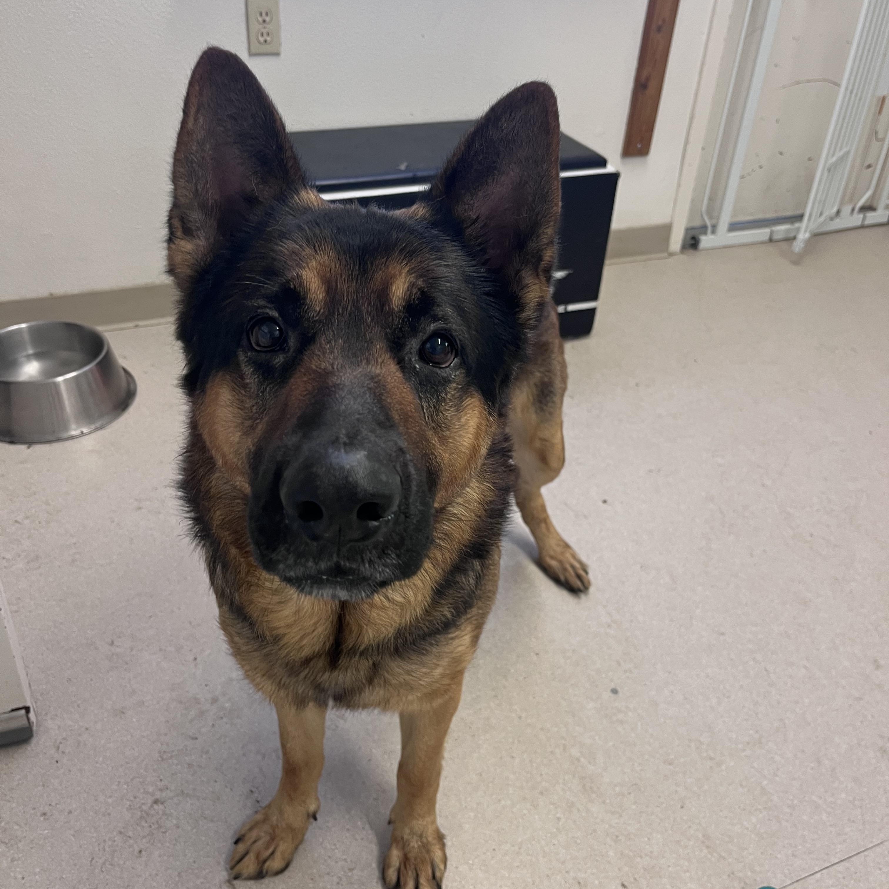 Ryke , adopted, Adult Male German Shepherd Dog.