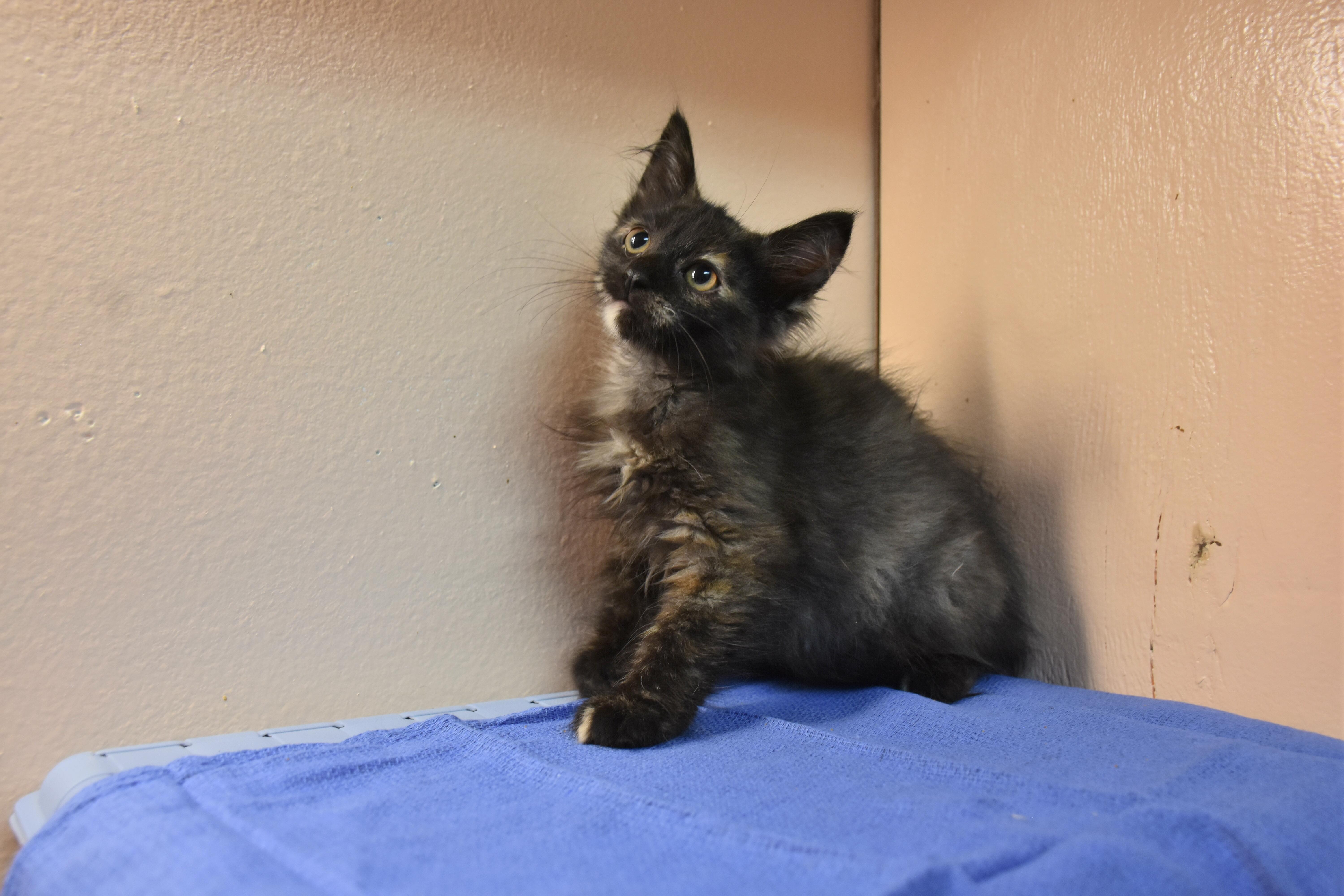 Pepsi, Adopted, Kitten Female Domestic Medium Hair.