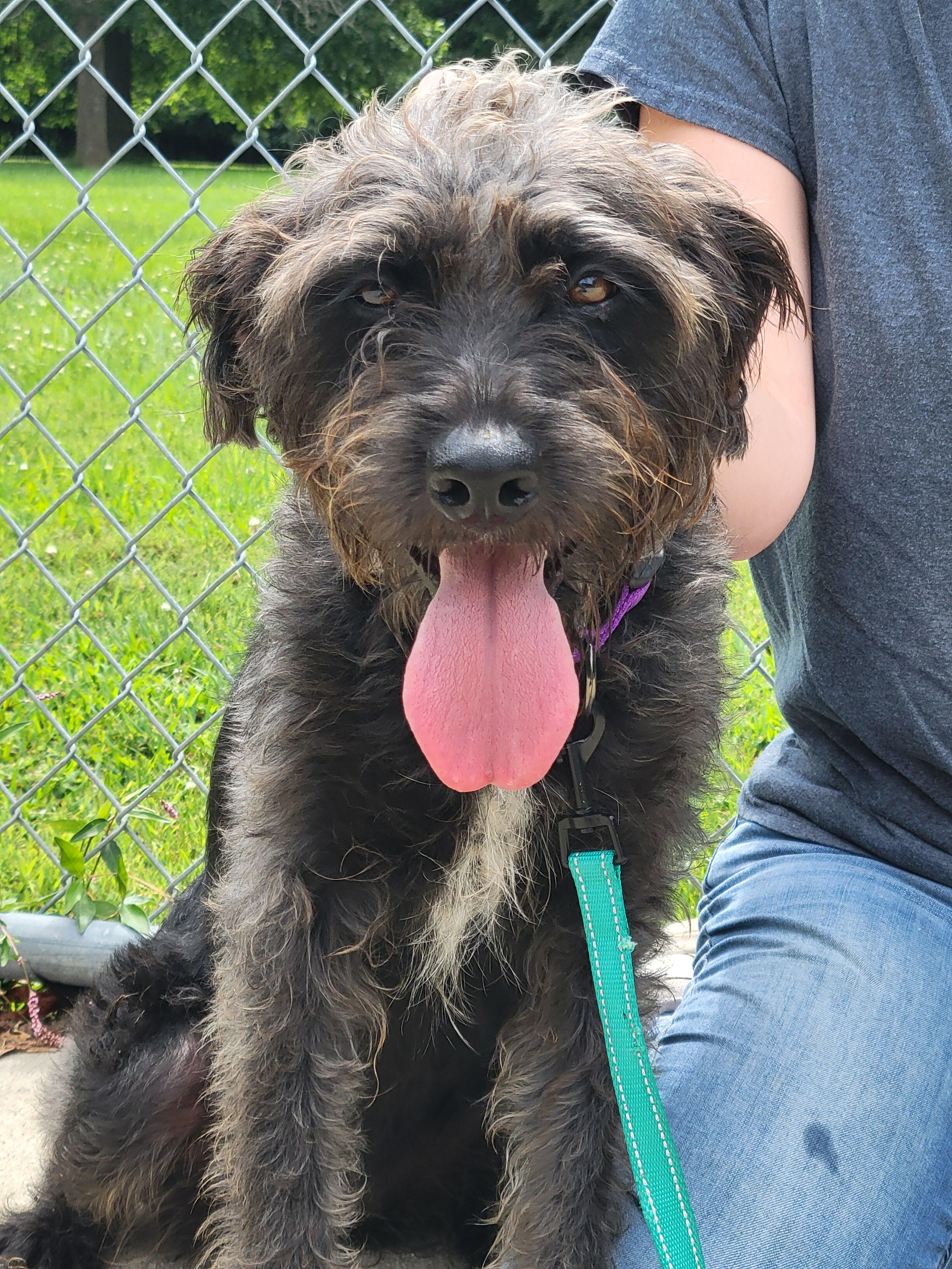 Enlarge Jill, a Adopted mixed breed in VANDALIA, IL image 1/4