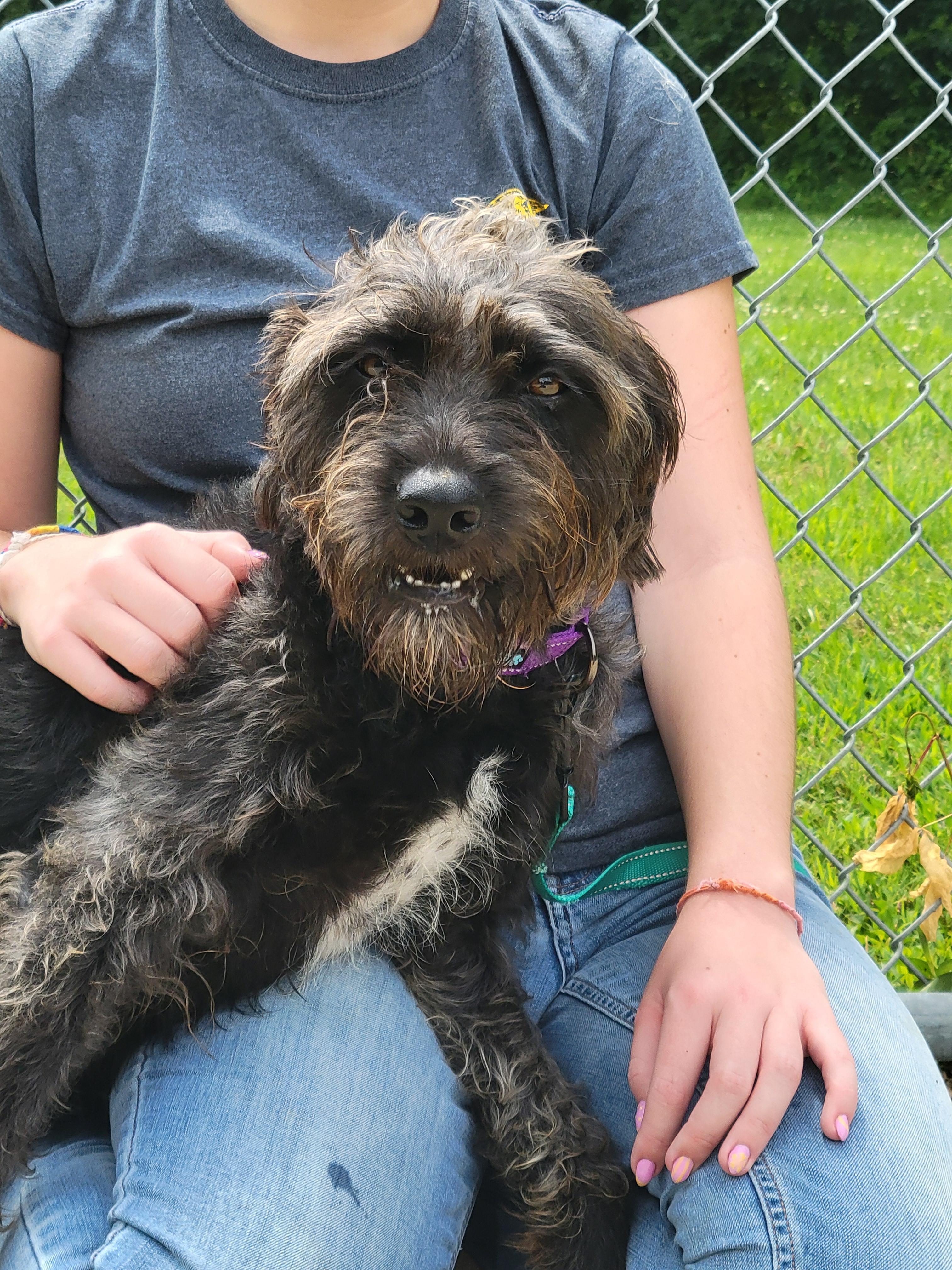 Enlarge Jill, a Adopted mixed breed in VANDALIA, IL image 2/4