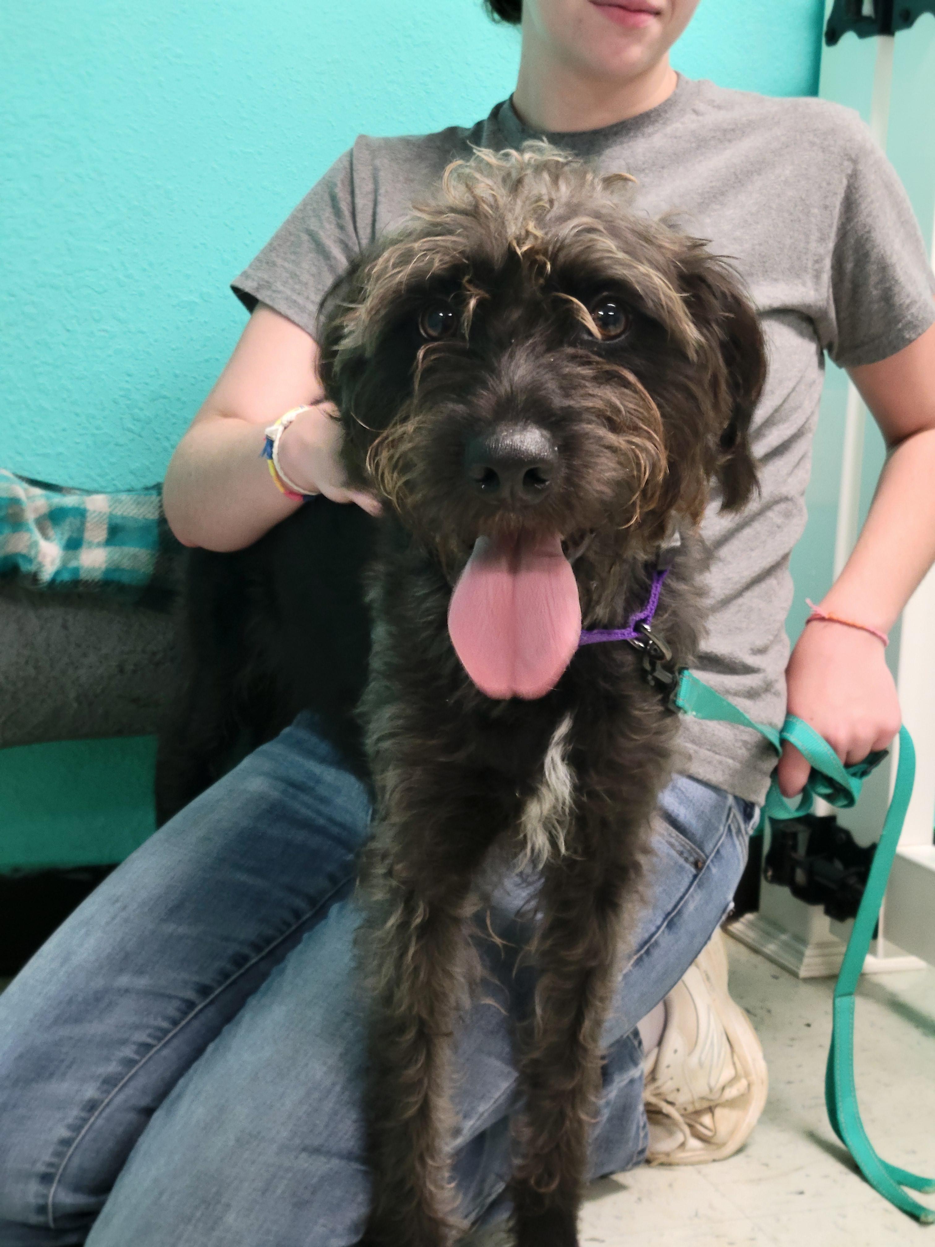 Enlarge Jill, a Adopted mixed breed in VANDALIA, IL image 3/4