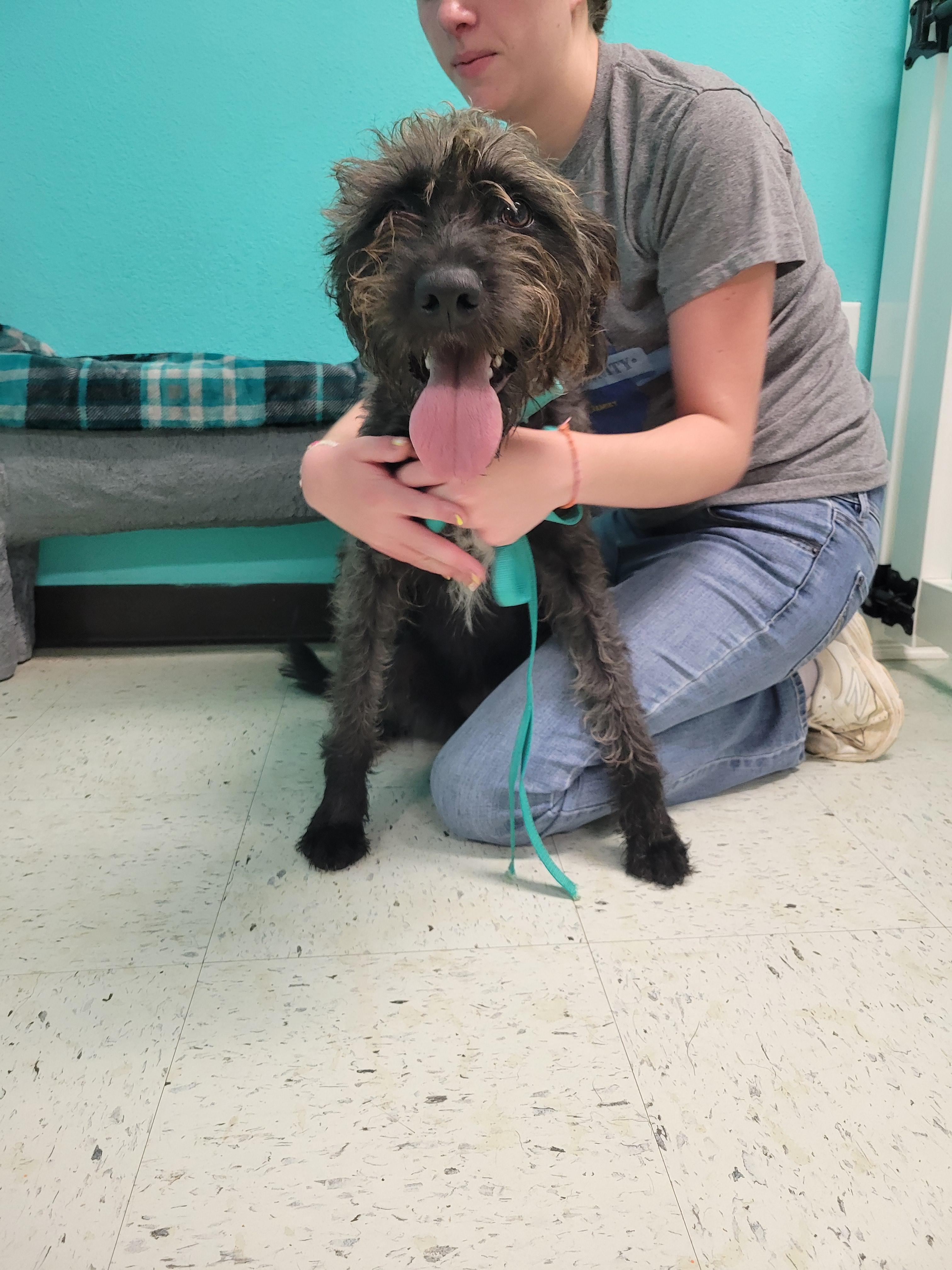 Enlarge Jill, a Adopted mixed breed in VANDALIA, IL image 4/4