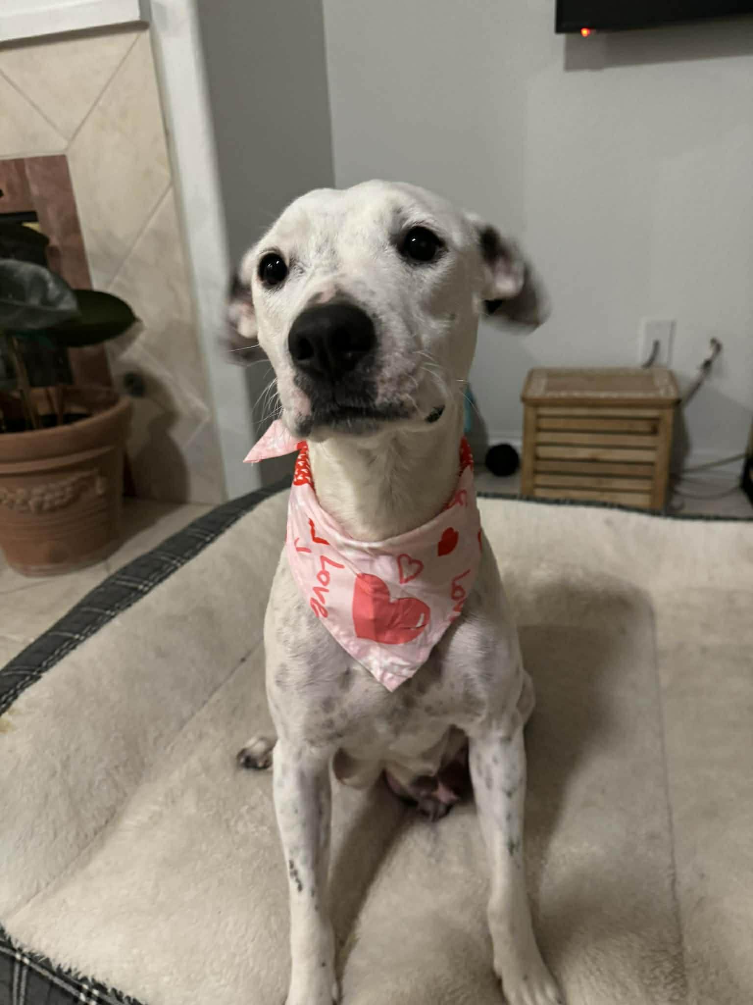 Paloma, adopted, Adult Female Pit Bull Terrier.