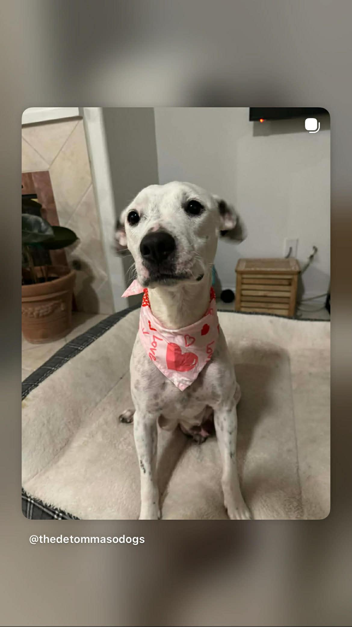 Enlarge Paloma, an adopted mixed breed in Poway, CA image 2/2