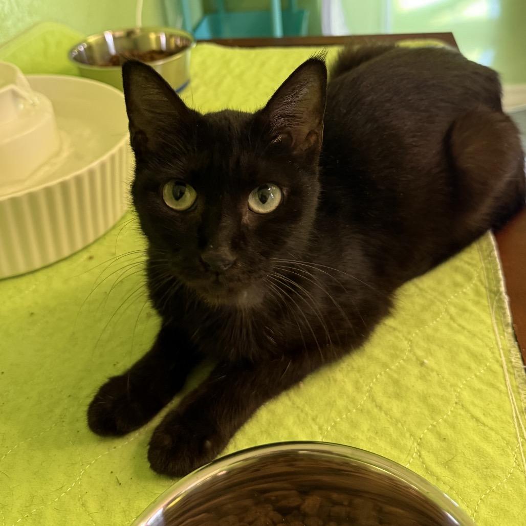 Enlarge Firefly, a Adoptable Domestic Short Hair in Garfield, AR image 1/1