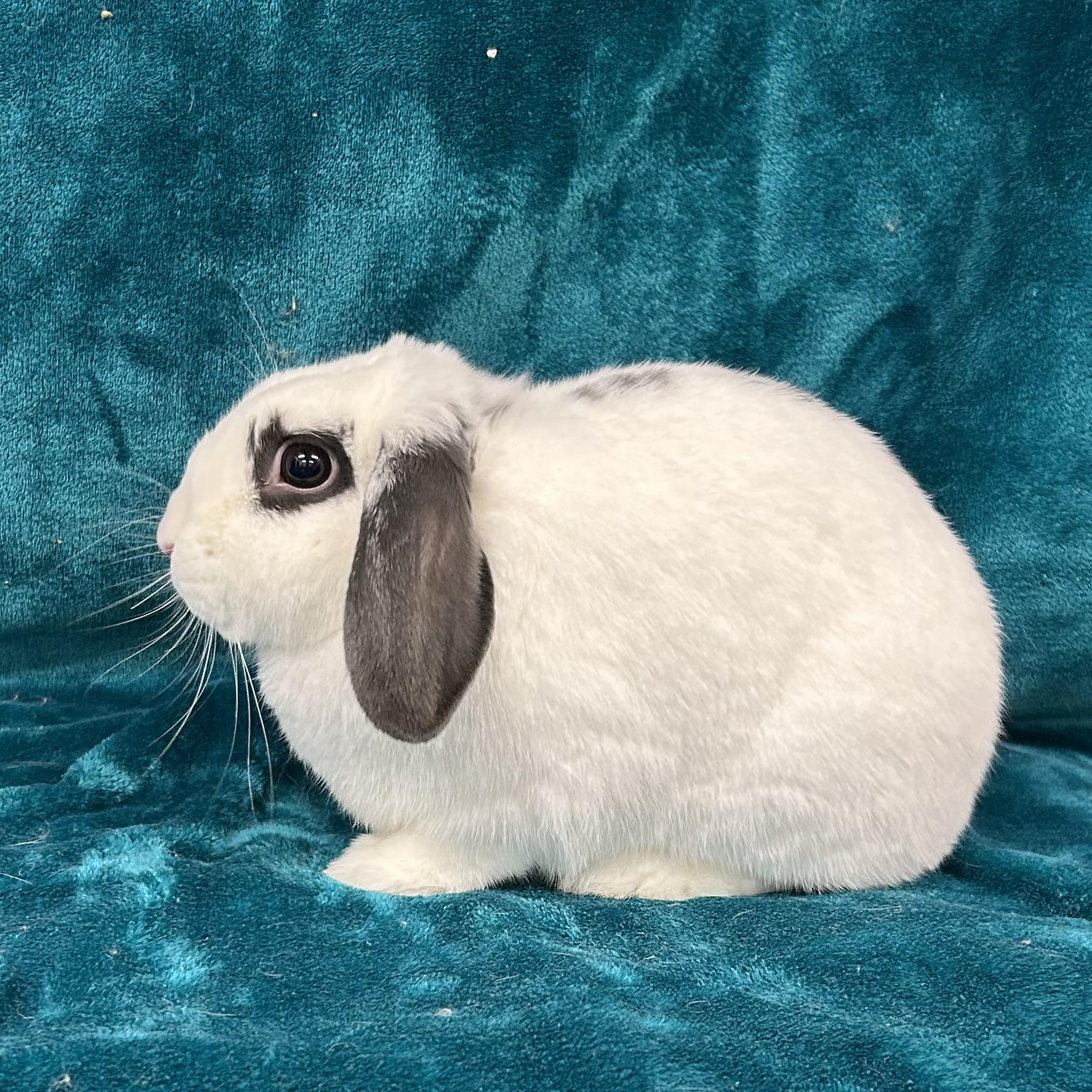 Enlarge Sammy **In Foster Care**, an adoptable mixed breed in Edgewood, MD image 3/6