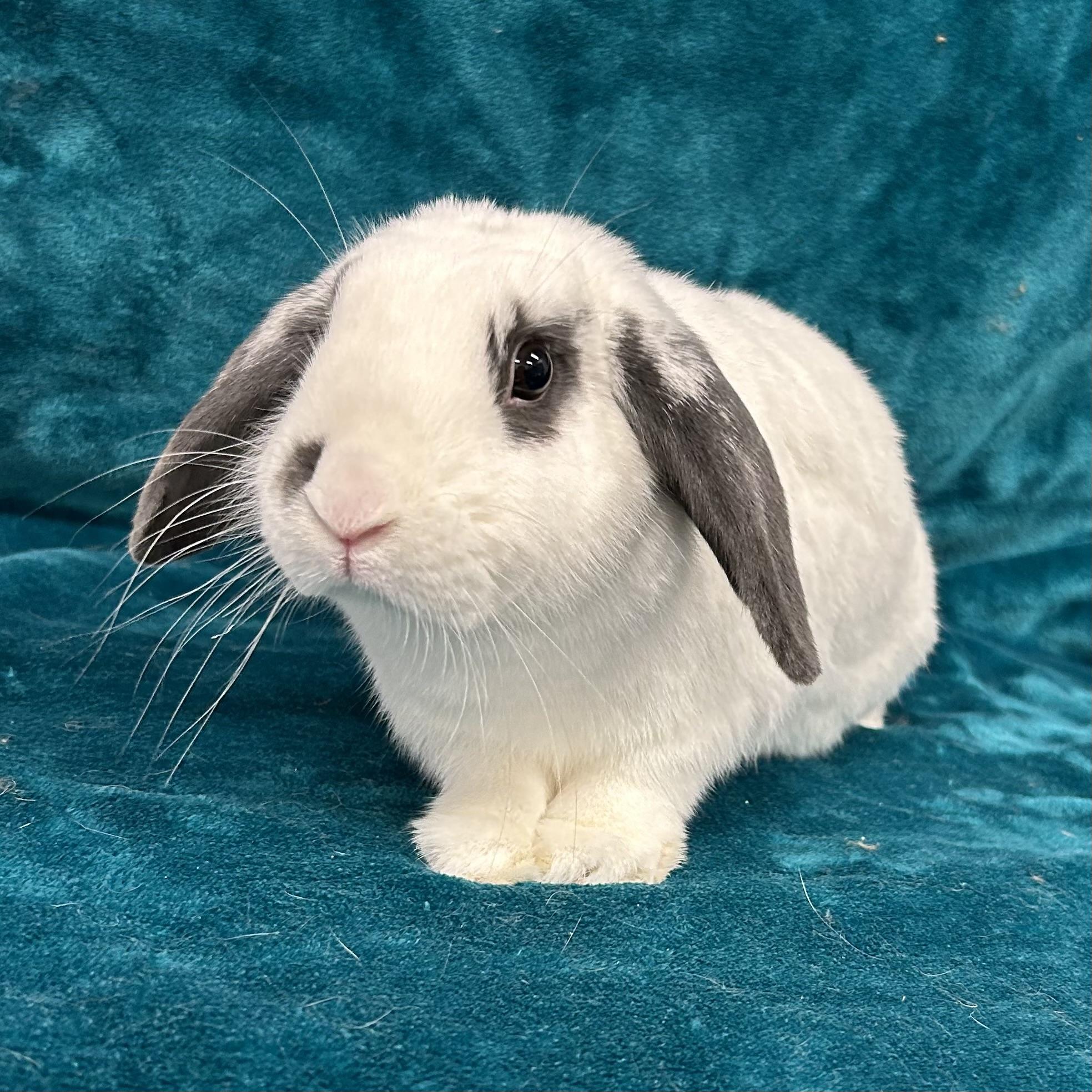 Enlarge Sammy **In Foster Care**, an adoptable mixed breed in Edgewood, MD image 6/6