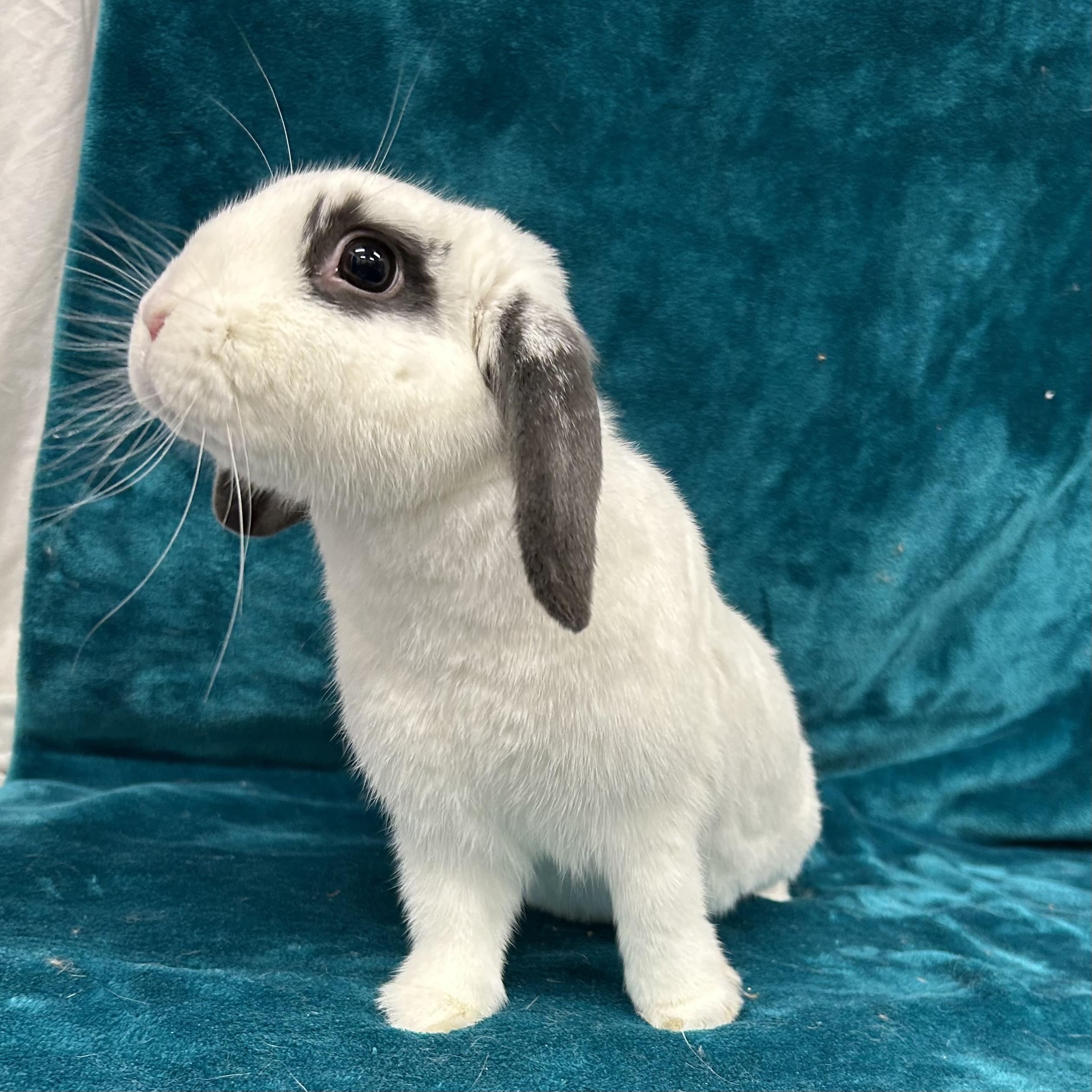 Enlarge Sammy **In Foster Care**, an adoptable mixed breed in Edgewood, MD image 5/6