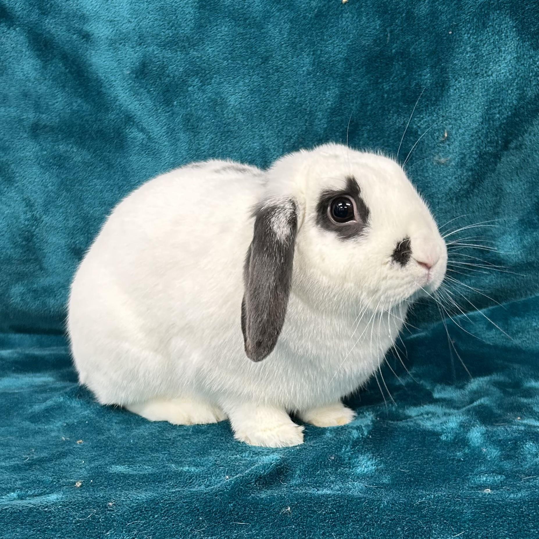 Enlarge Sammy **In Foster Care**, an adoptable mixed breed in Edgewood, MD image 4/6