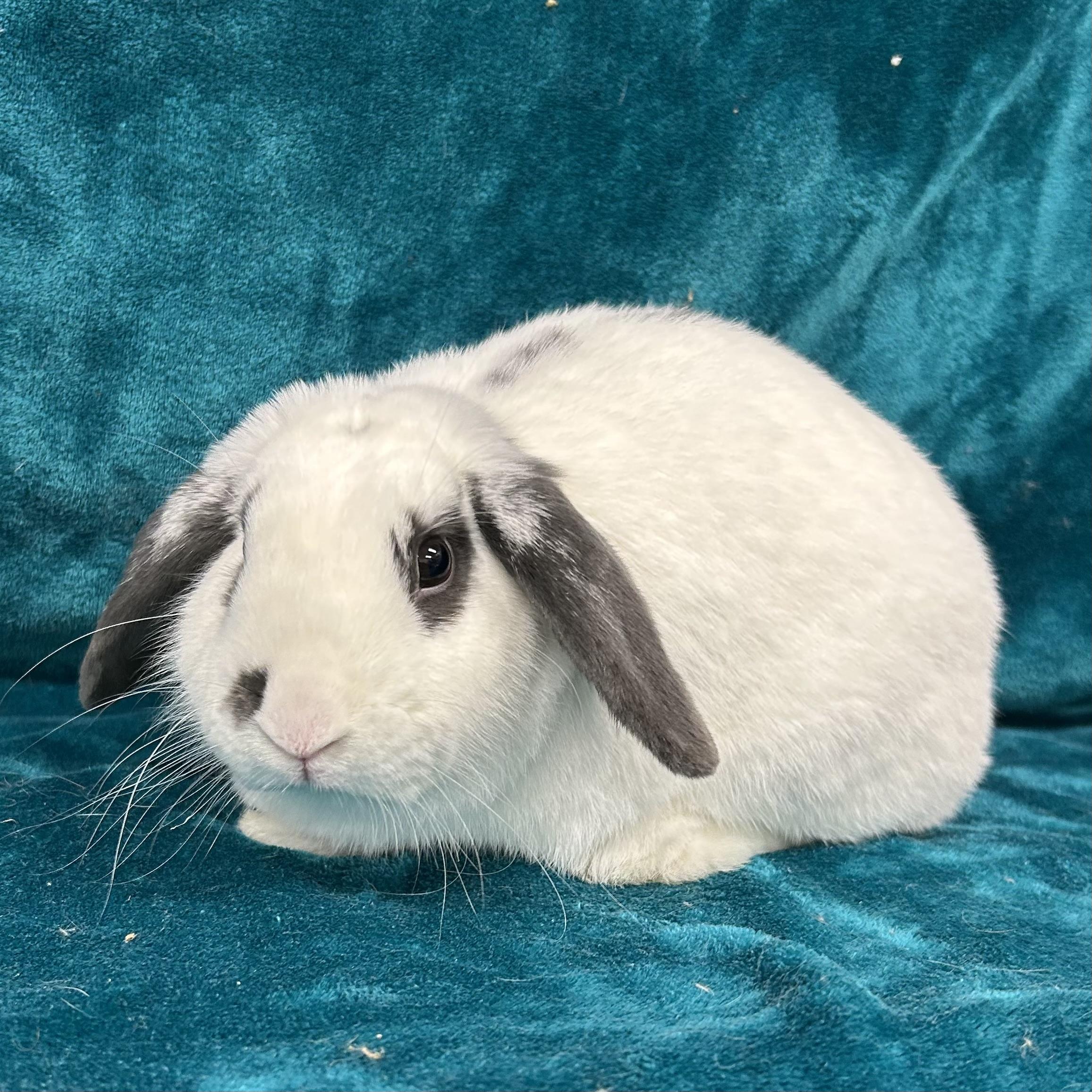 Enlarge Sammy **In Foster Care**, an adoptable mixed breed in Edgewood, MD image 1/6