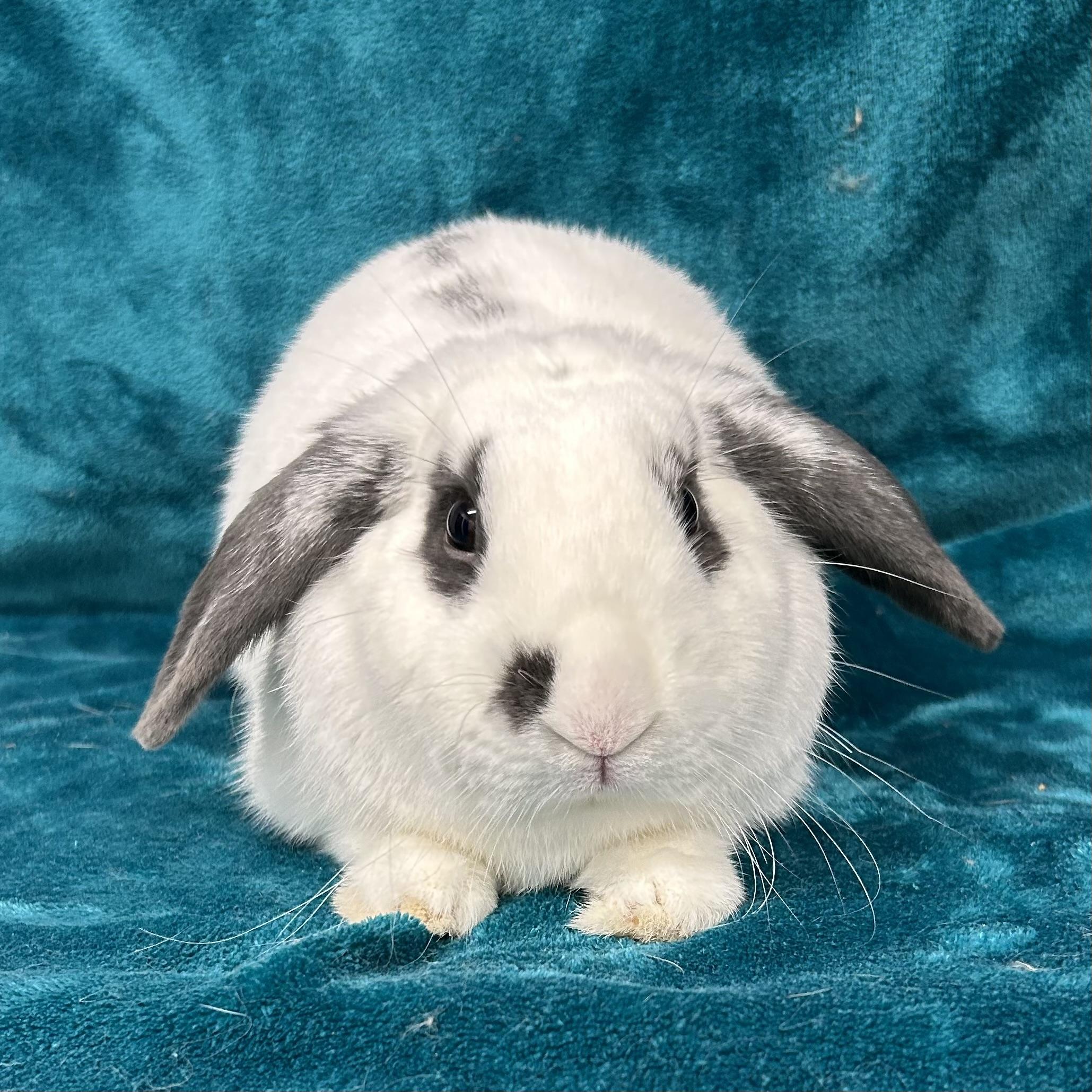 Enlarge Sammy **In Foster Care**, an adoptable mixed breed in Edgewood, MD image 2/6