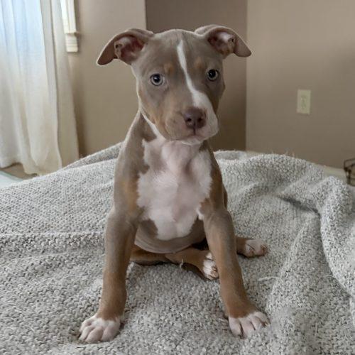 Phoebe, a Adoptable mixed breed in Georgetown, KY image 2/5